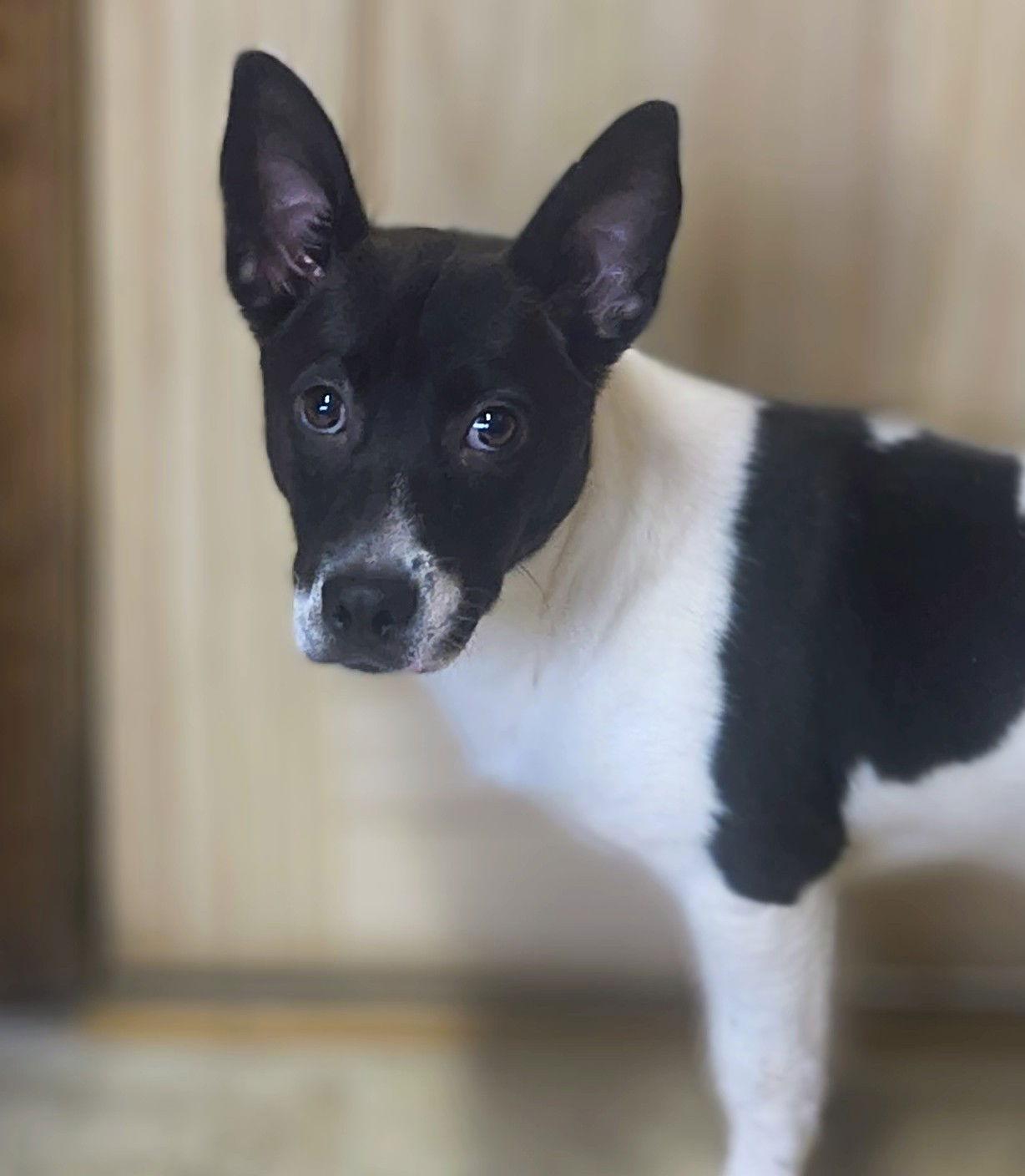 Enlarge Swallow Tail, a Adoptable Feist in Raleigh, NC image 1/3