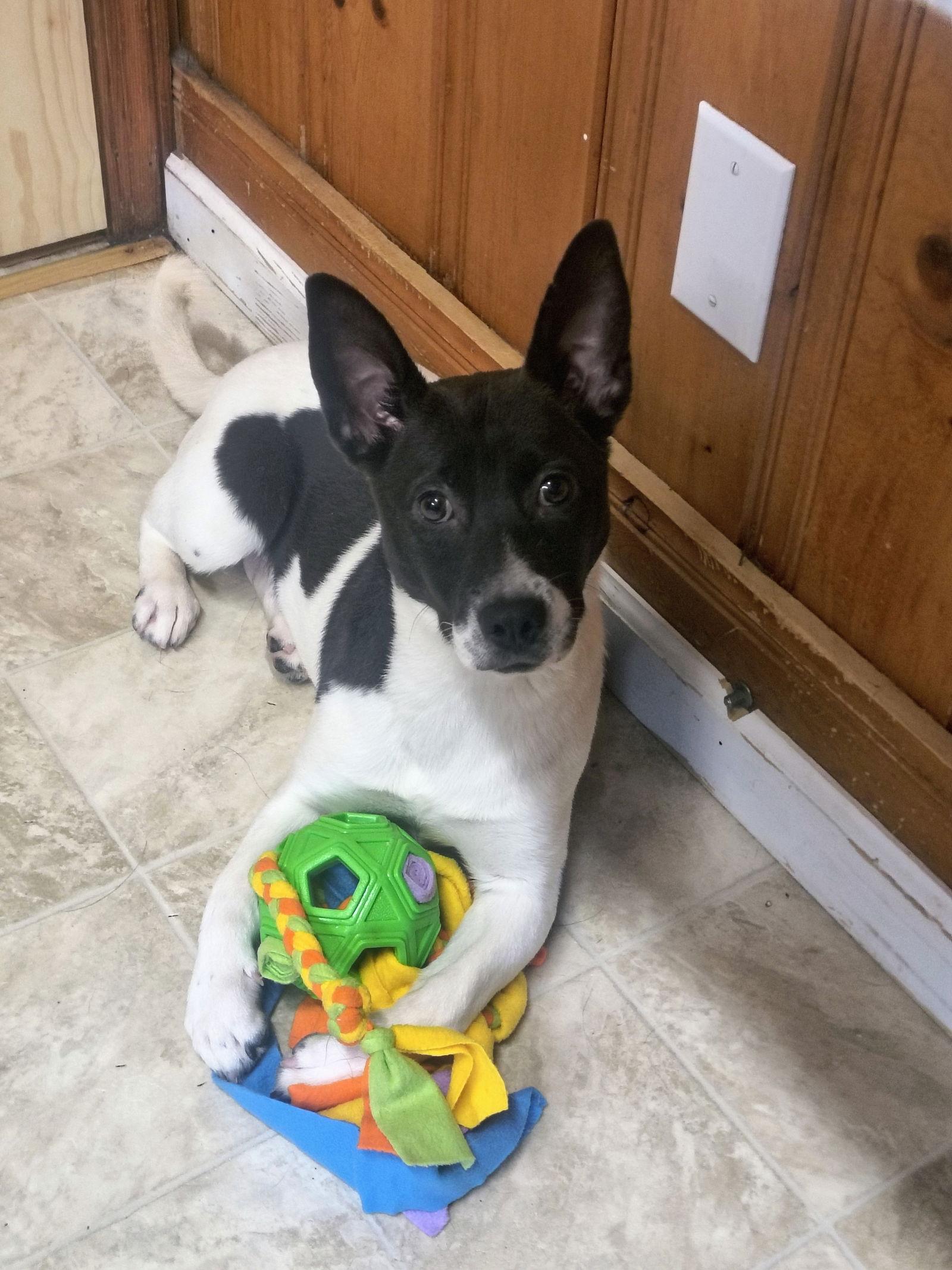 Enlarge Swallow Tail, a Adoptable Feist in Raleigh, NC image 2/3