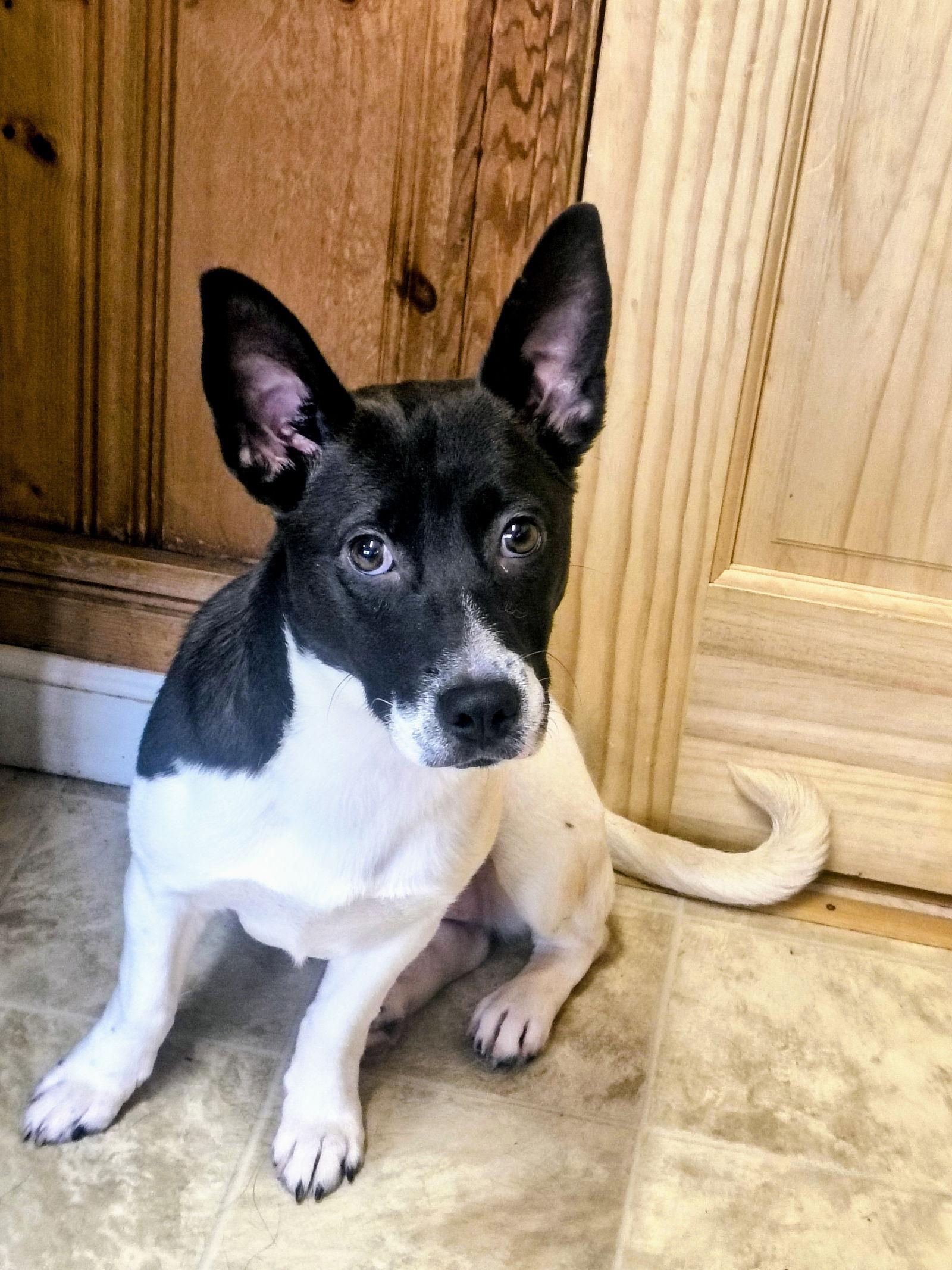 Enlarge Swallow Tail, a Adoptable Feist in Raleigh, NC image 3/3