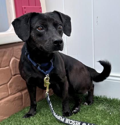 Enlarge Mick, a Adoptable mixed breed in Downers Grove, IL image 3/3