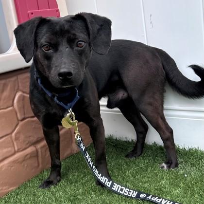 Mick, Adoptable, Adult Male Plott Hound.