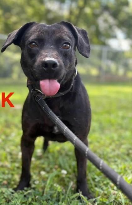 Enlarge Mick, a Adoptable mixed breed in Downers Grove, IL image 2/3