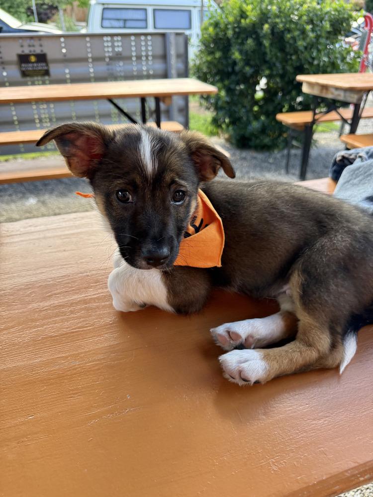 Rio, adopted, Puppy Male Chihuahua.