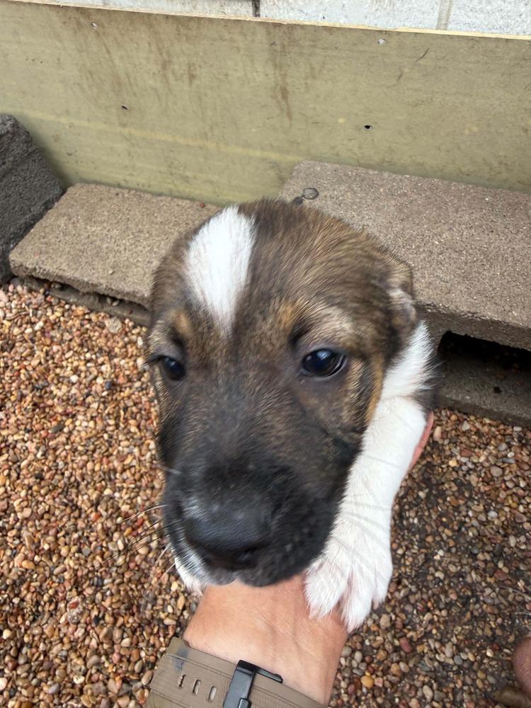 Enlarge Rio, an adopted mixed breed in Commerce City, CO image 5/5