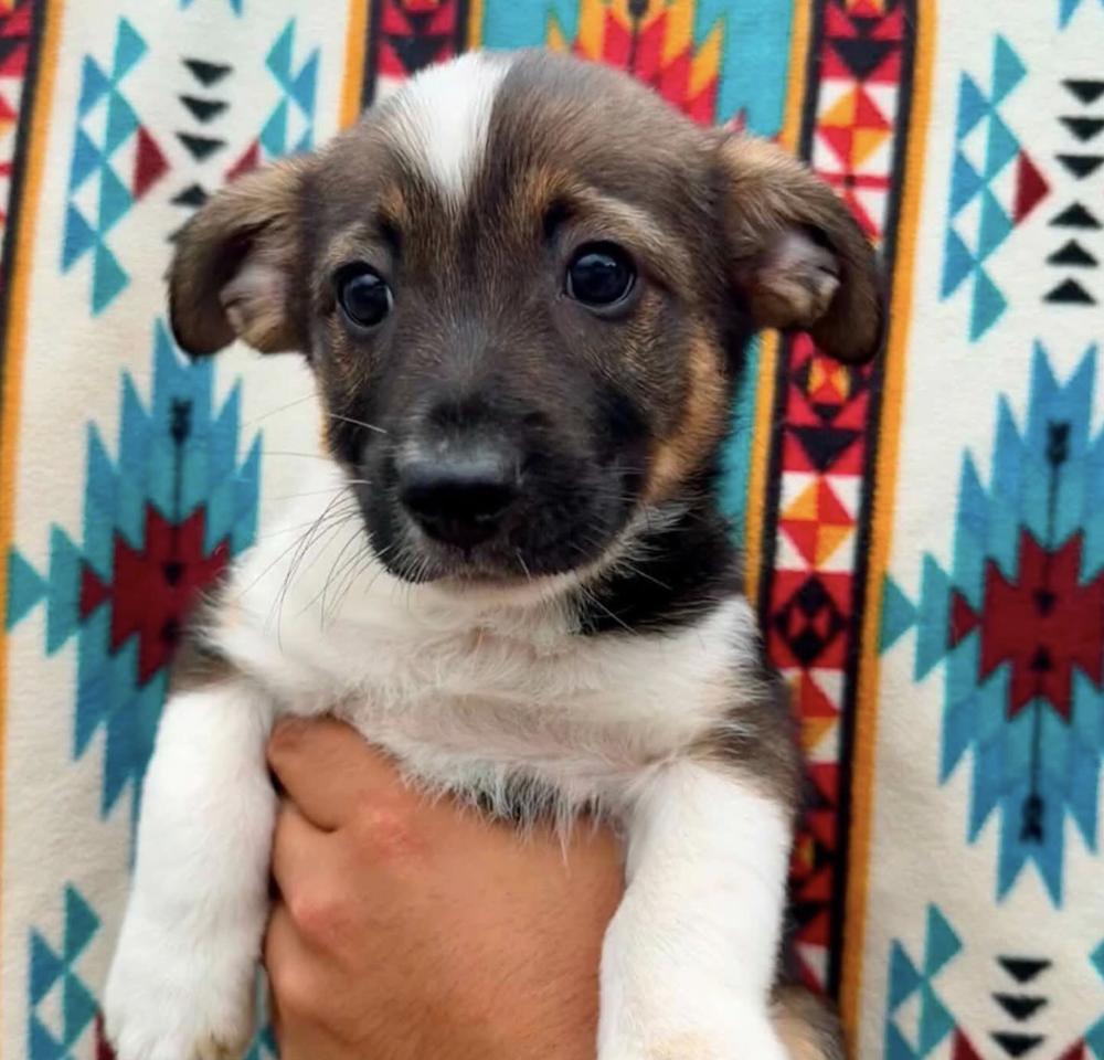 Enlarge Rio, an adopted mixed breed in Commerce City, CO image 2/5