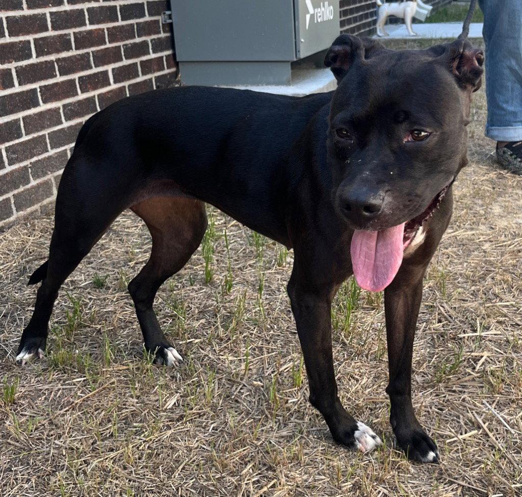 26-193 Diamond, Adoptable, Adult Female Pit Bull Terrier.