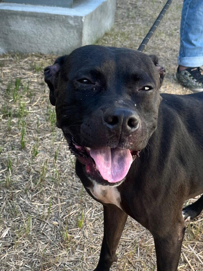 26-193 Diamond, a Adoptable Pit Bull Terrier in Tarboro, NC image 2/2
