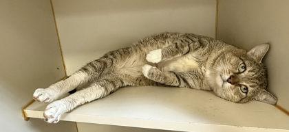 Janno, Adoptable, Adult Male Domestic Short Hair & Domestic Short Hair.