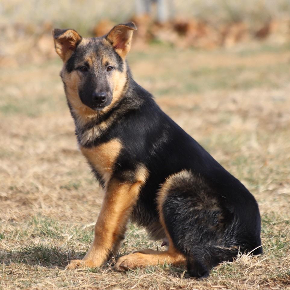 Mango — thumbnail 2