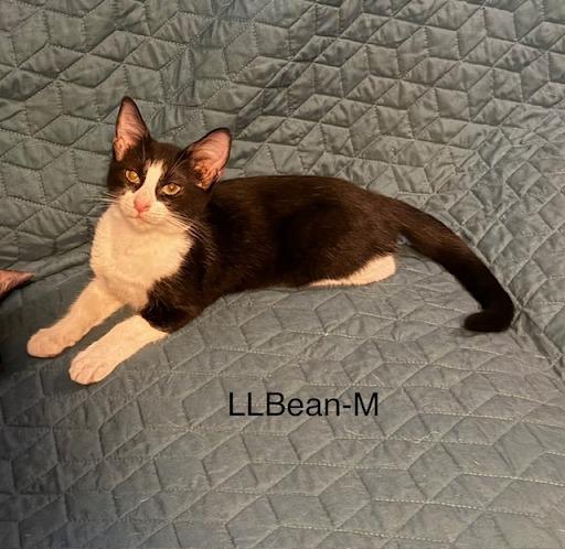 LL Bean, Adoptable, Kitten Male Domestic Short Hair.