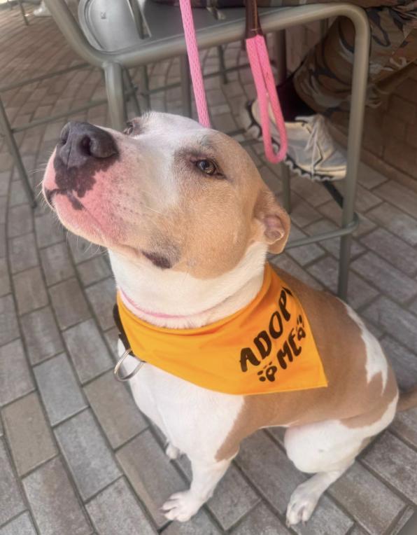 Cash, Adult Male Mixed Breed