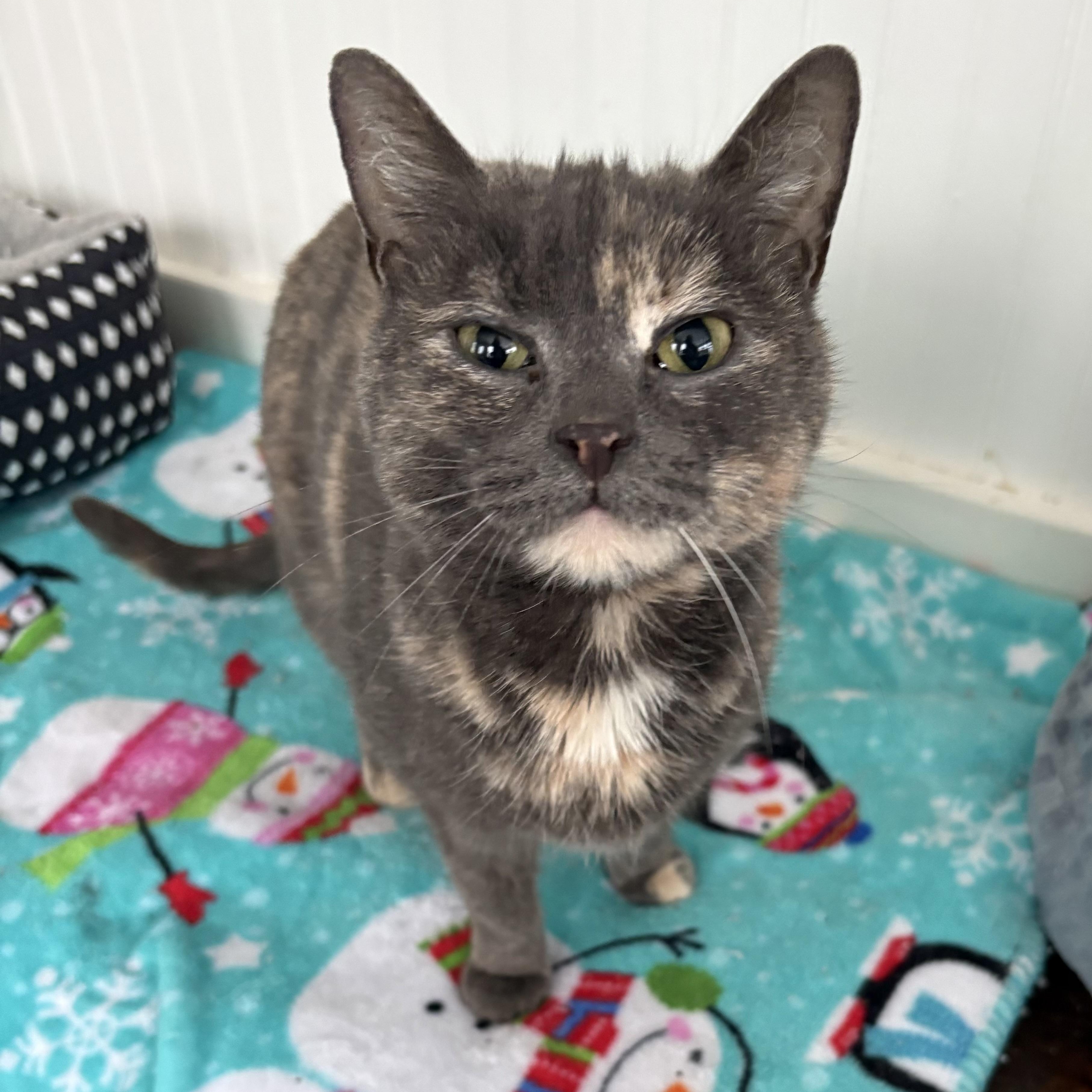 Sylvie, Adoptable, Young Female Domestic Short Hair & Dilute Tortoiseshell.