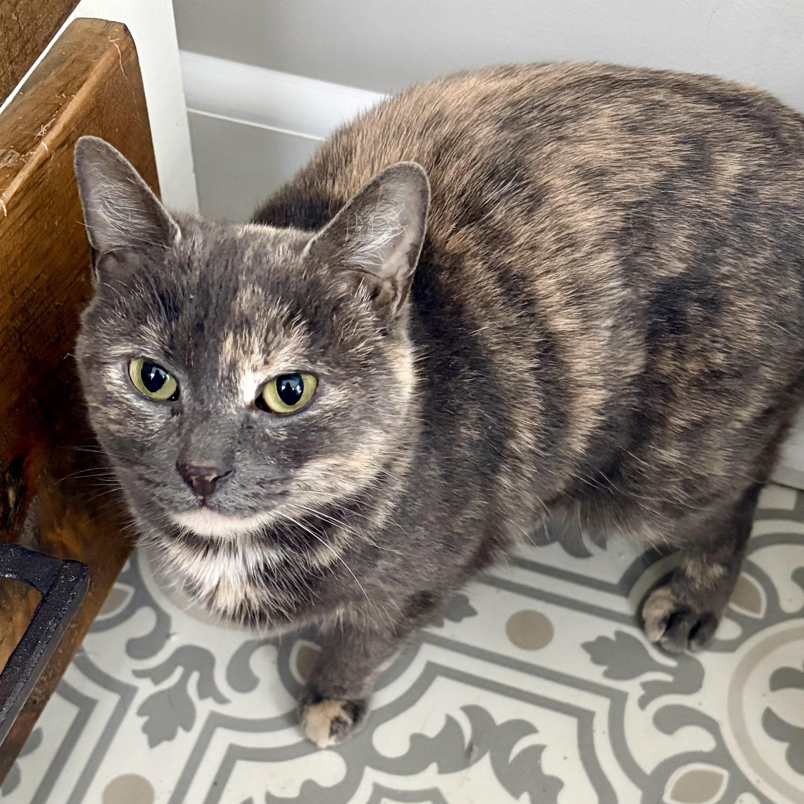 Enlarge Sylvie, a Adoptable mixed breed in East Amherst, NY image 6/6