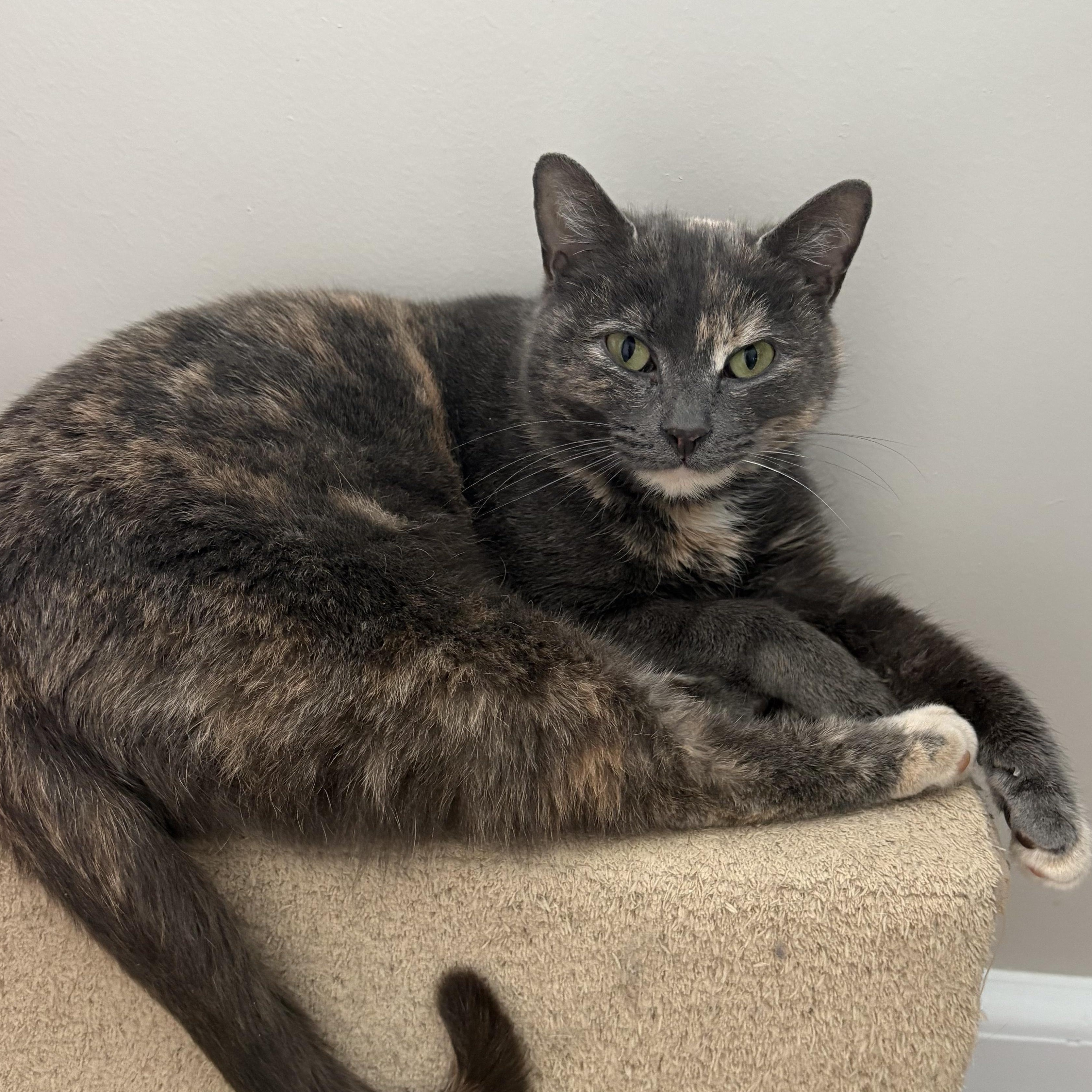 Enlarge Sylvie, a Adoptable mixed breed in East Amherst, NY image 4/6