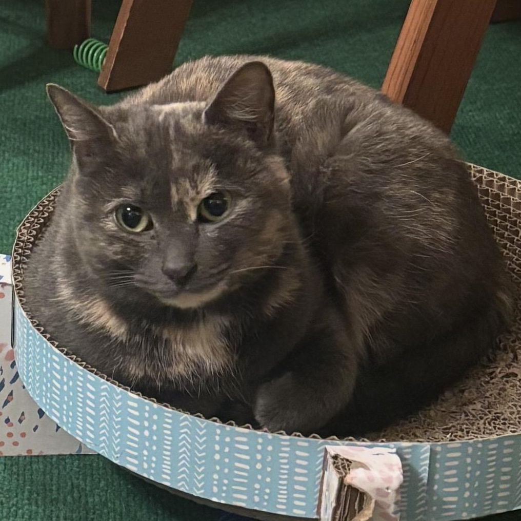 Enlarge Sylvie, a Adoptable mixed breed in East Amherst, NY image 3/6