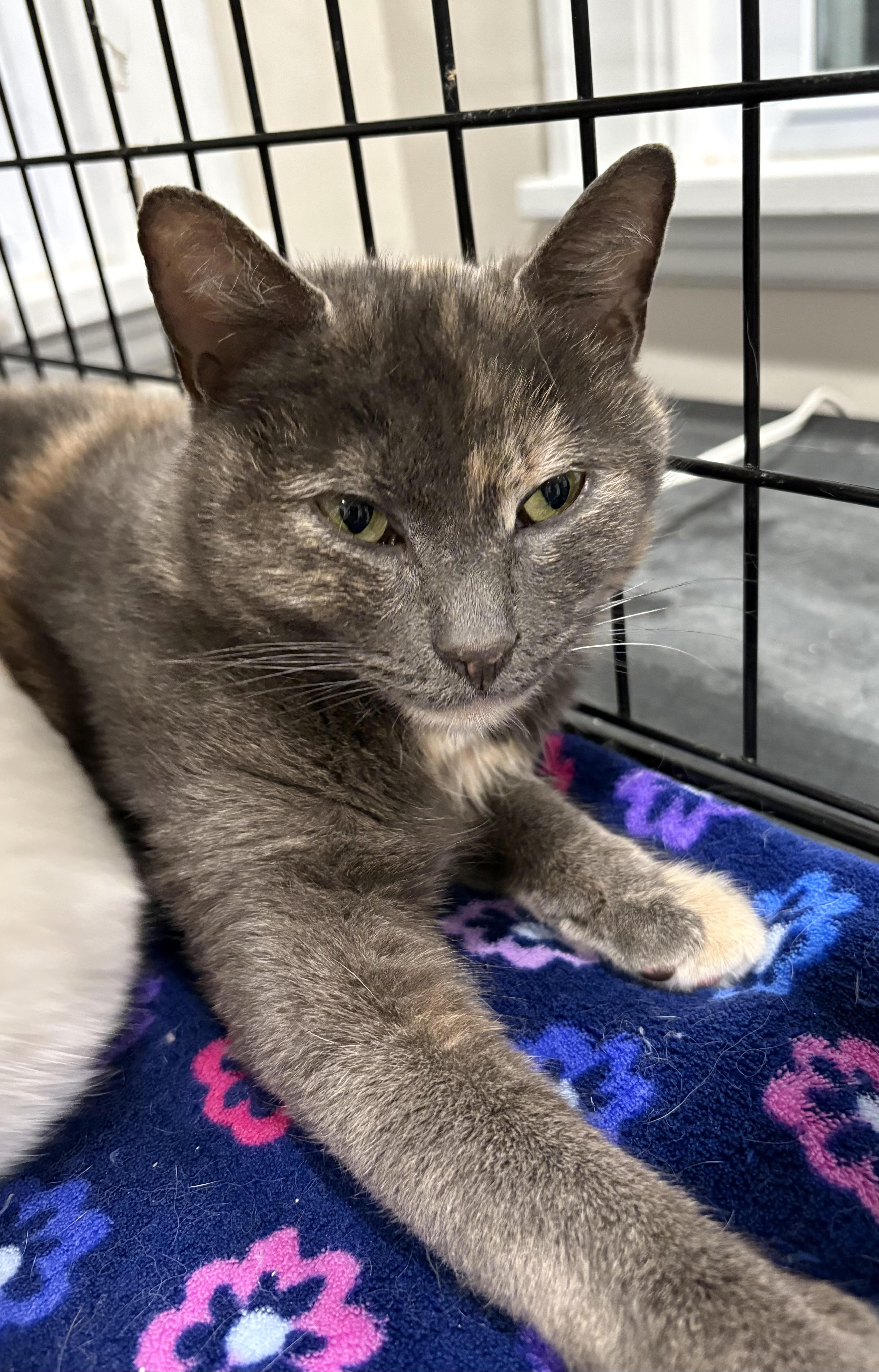 Enlarge Sylvie, a Adoptable mixed breed in East Amherst, NY image 5/6