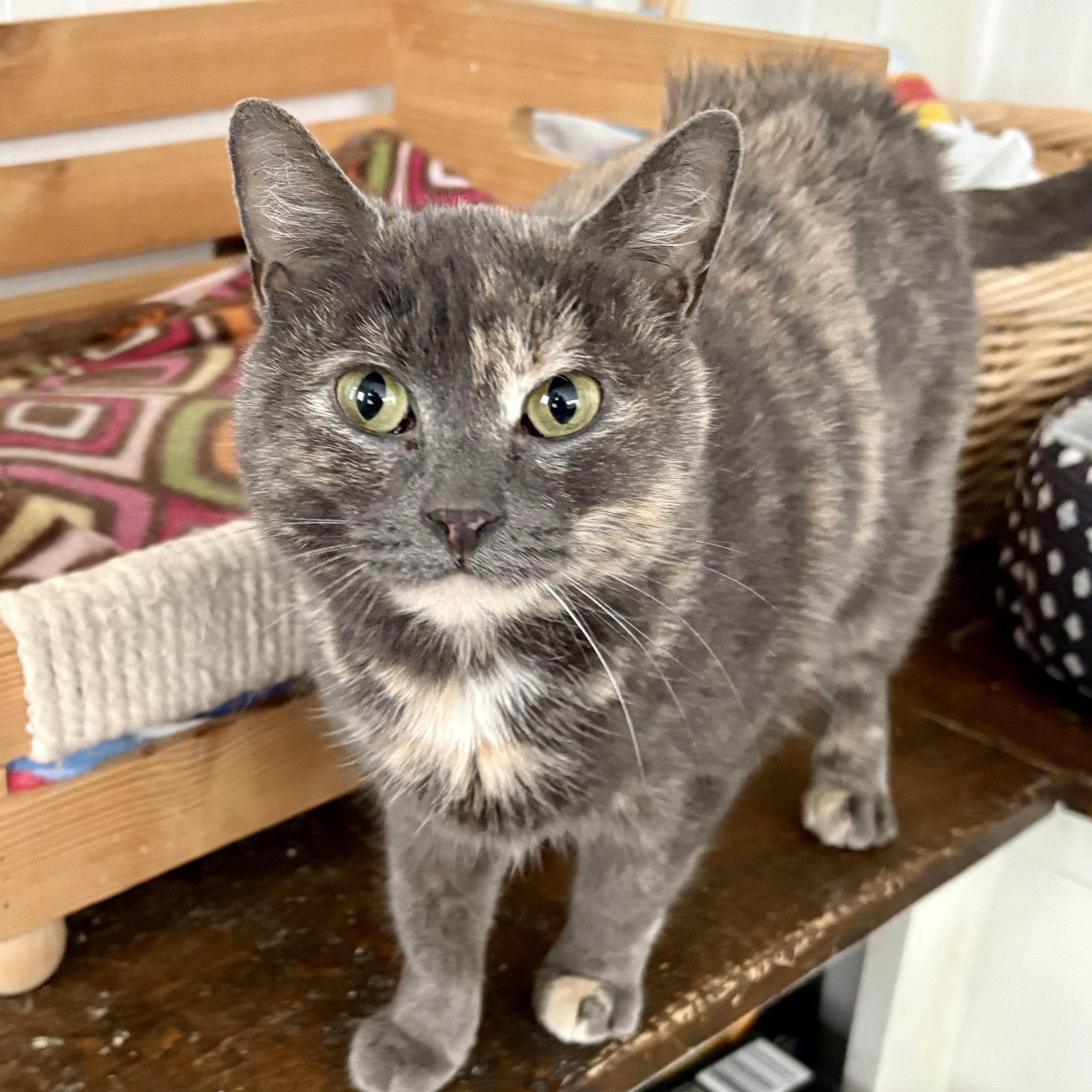 Enlarge Sylvie, a Adoptable mixed breed in East Amherst, NY image 2/6