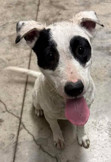 Bandit, Adoptable, Puppy Female Terrier & Mixed Breed.