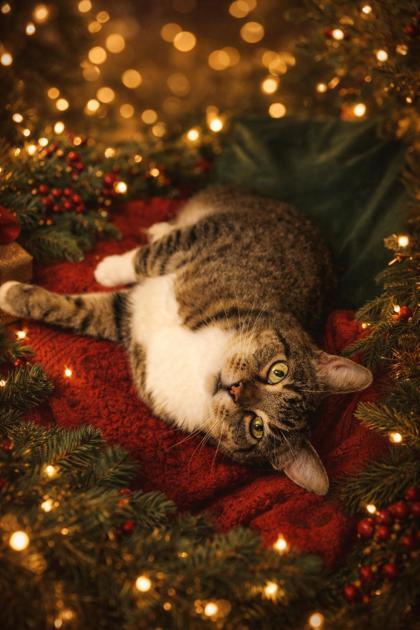 Enlarge Valentine, a ADOPTABLE mixed breed in Fairfield, IA image 2/3