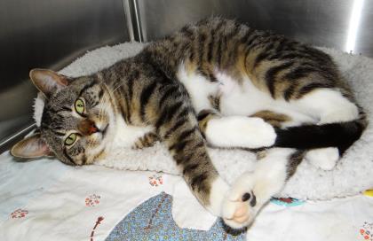 Enlarge Valentine, a ADOPTABLE mixed breed in Fairfield, IA image 3/3