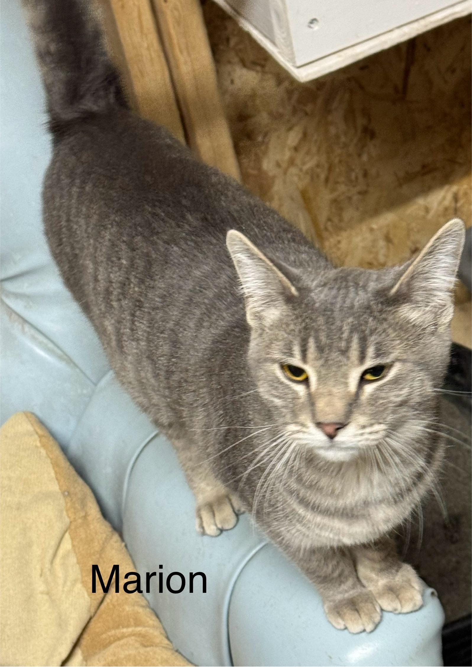 Marion, ADOPTABLE, Young Female Domestic Short Hair.