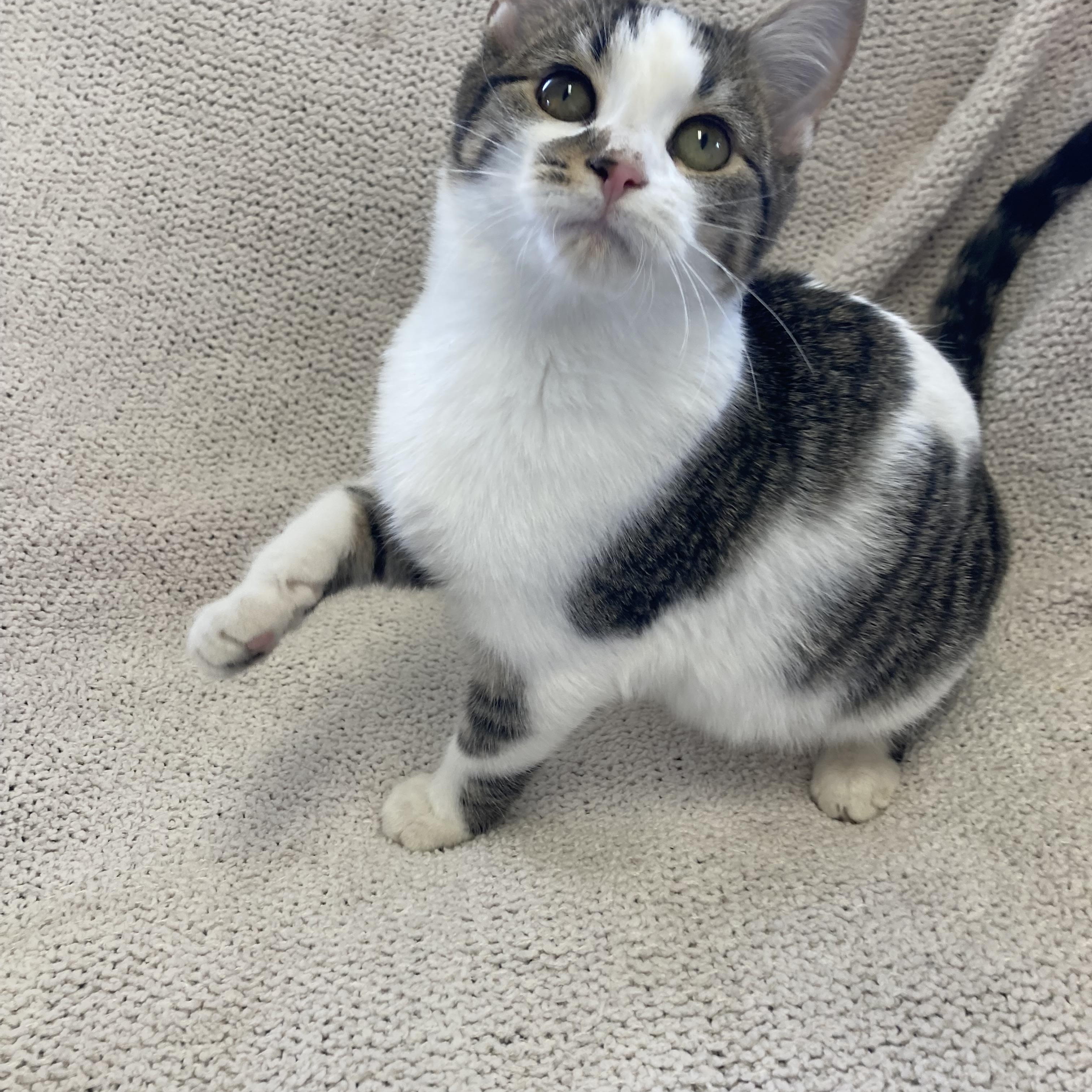 Frost, a ADOPTABLE Domestic Short Hair in Massillon , OH image 1/4