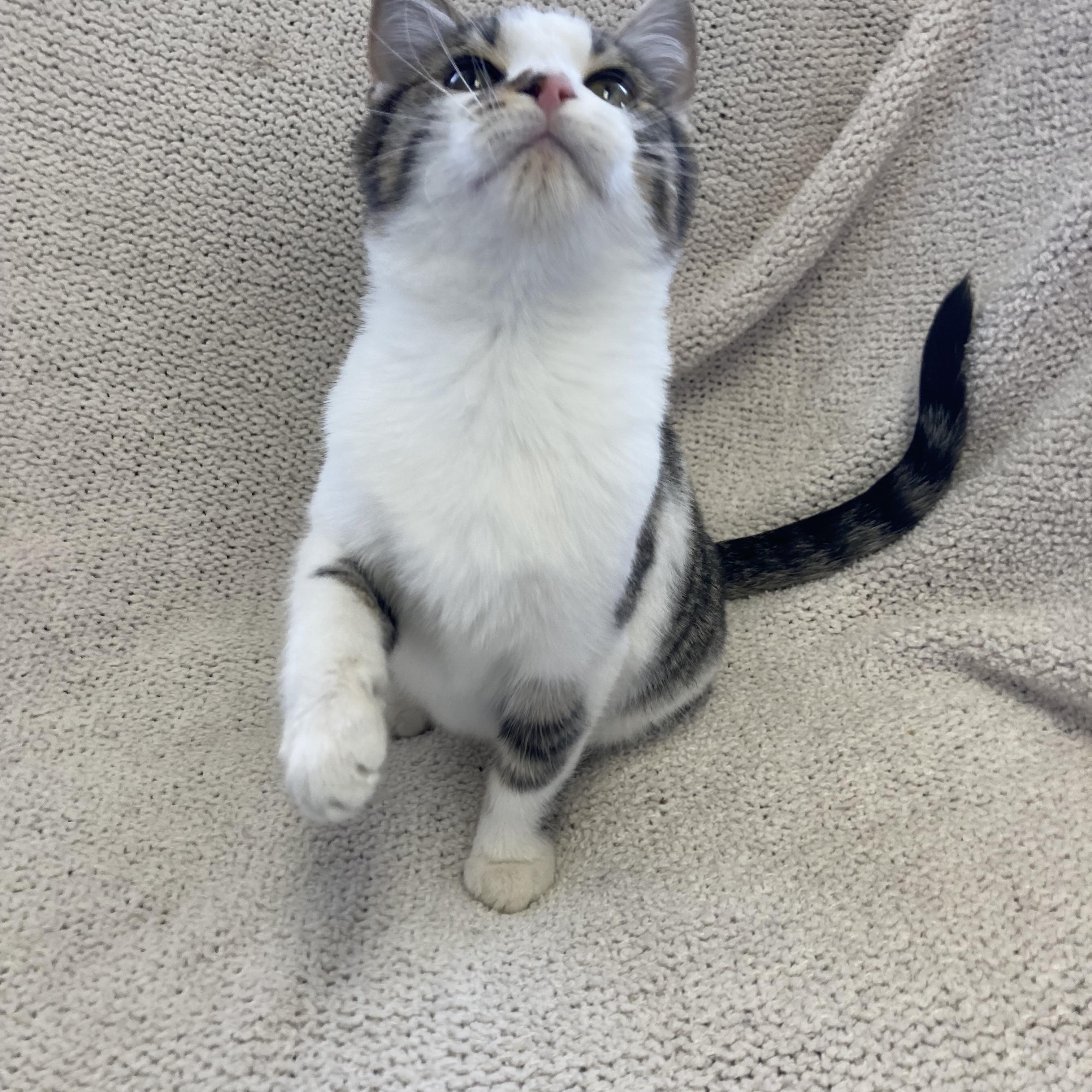 Frost, a ADOPTABLE Domestic Short Hair in Massillon , OH image 2/4