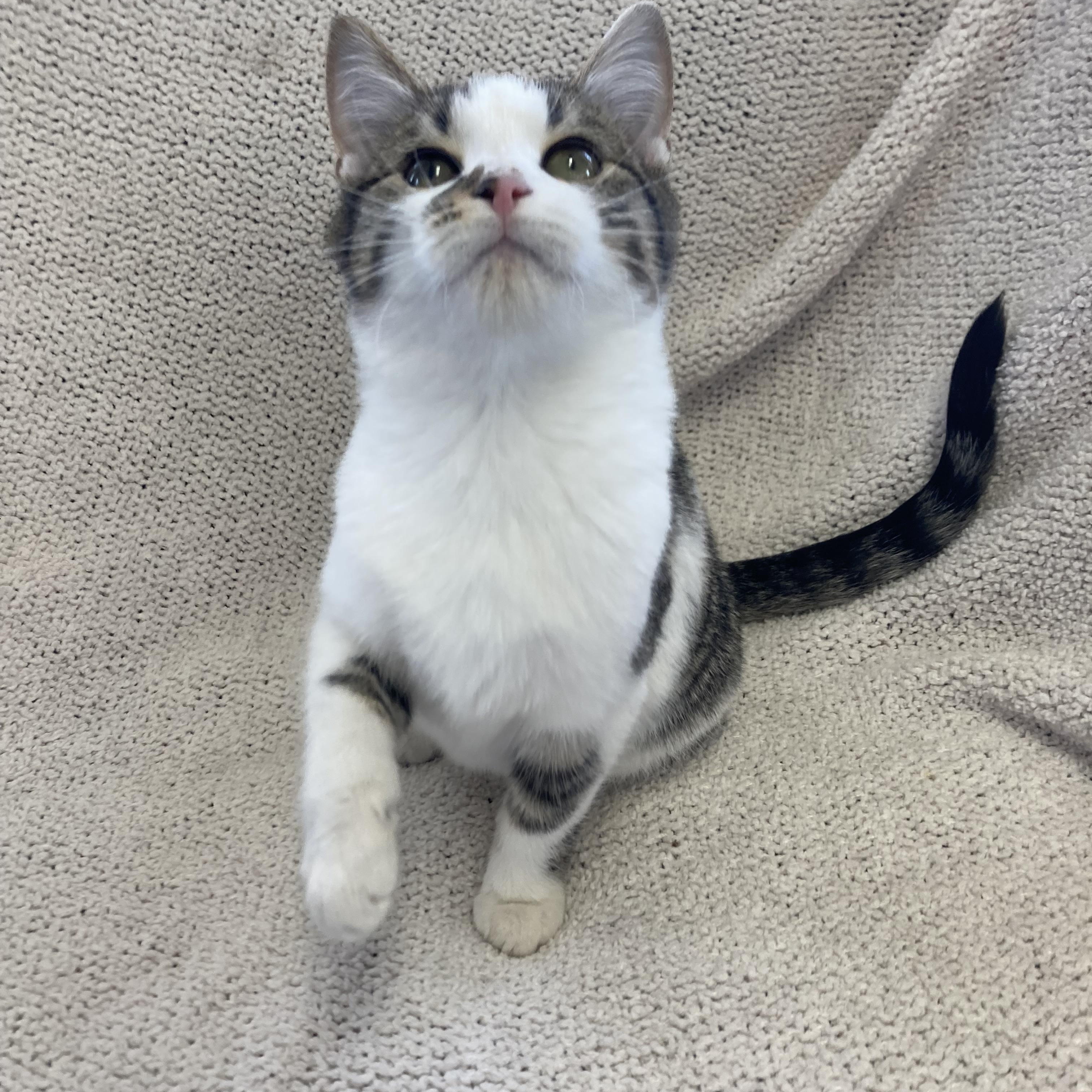 Frost, a ADOPTABLE Domestic Short Hair in Massillon , OH image 3/4