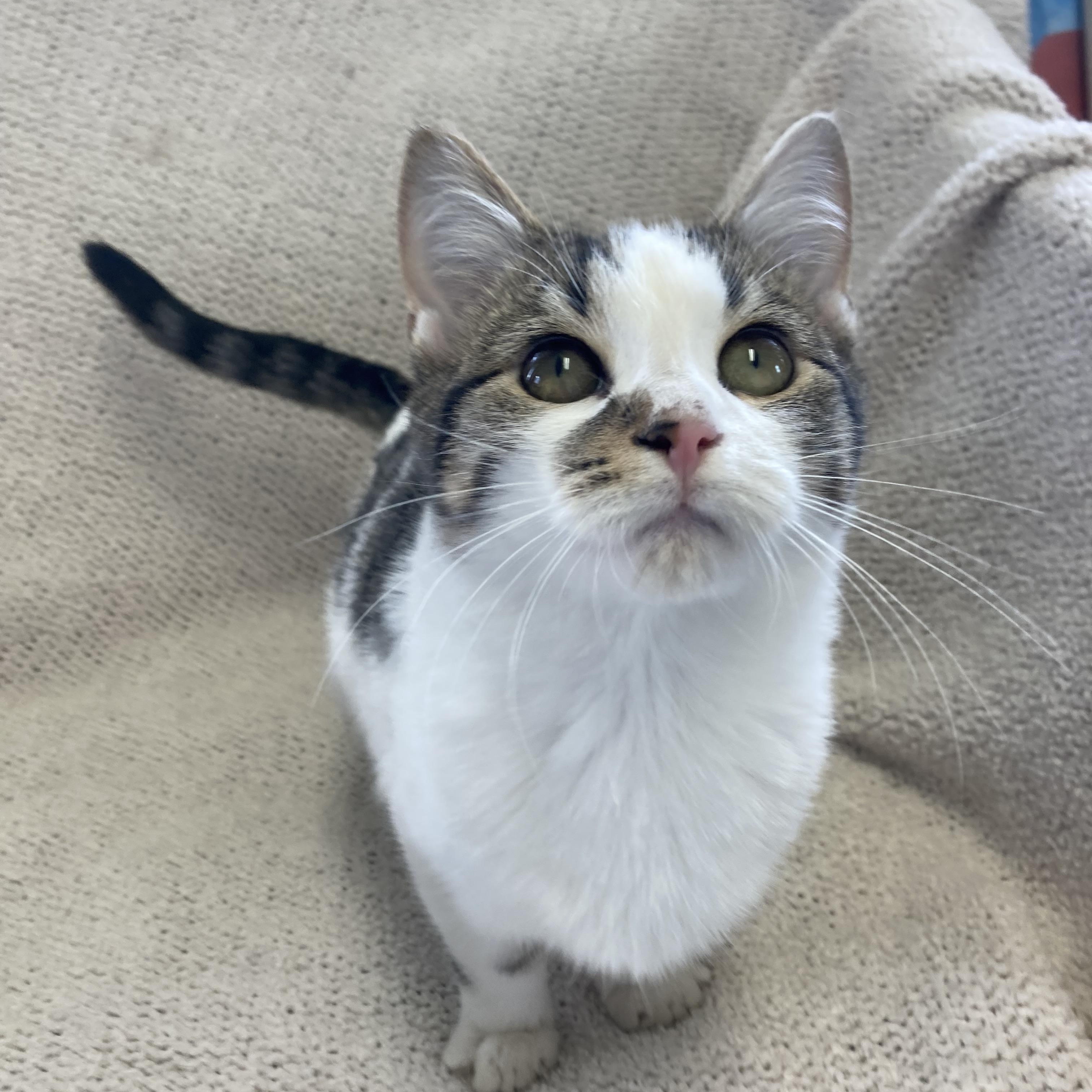 Frost, a ADOPTABLE Domestic Short Hair in Massillon , OH image 4/4