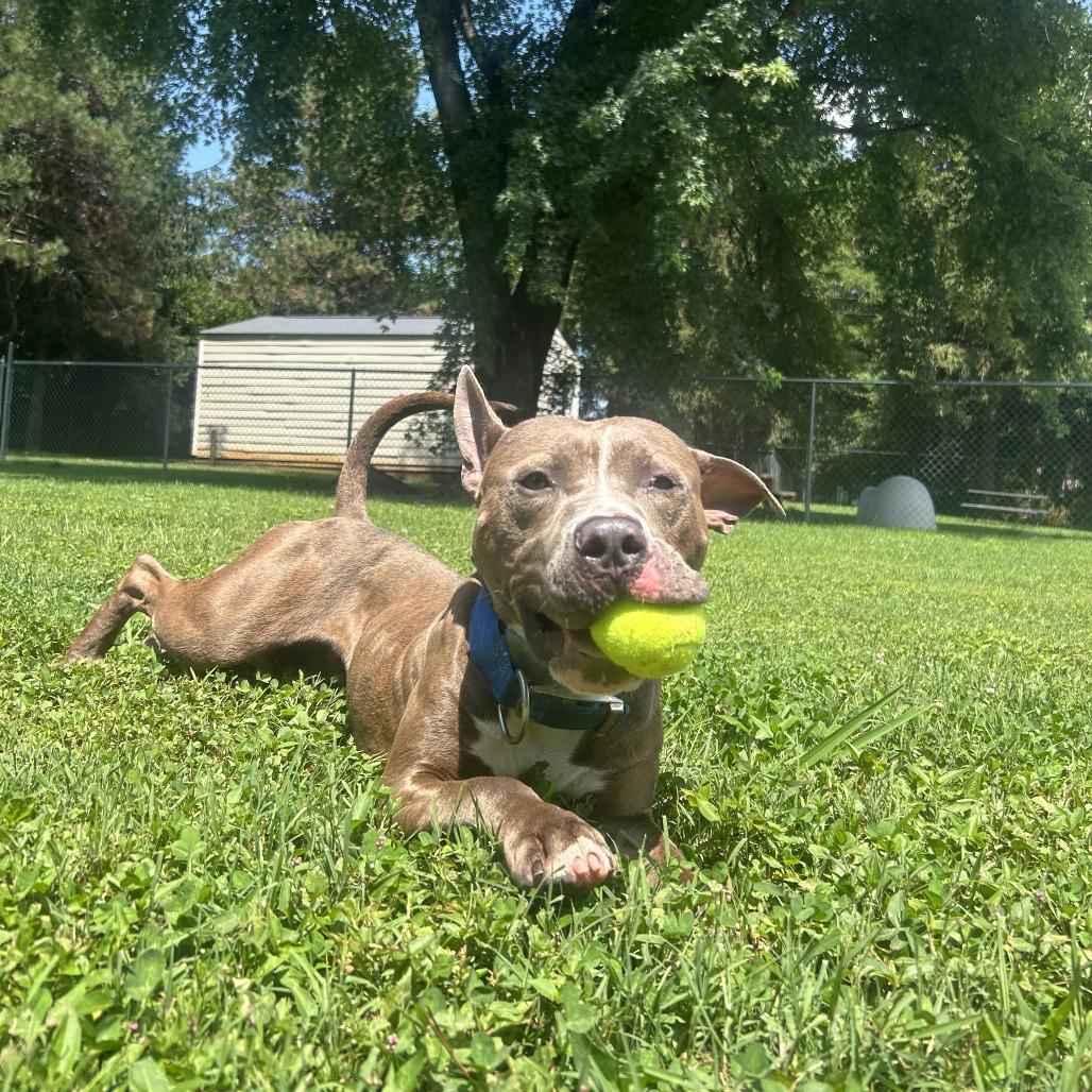 Sawyer, Adoptable, Adult Male Pit Bull Terrier.