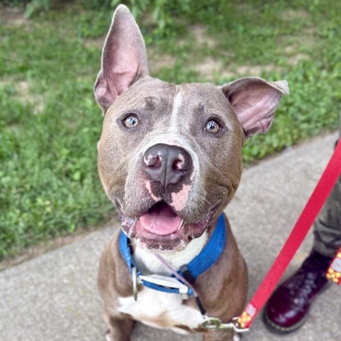 Enlarge Sawyer, a Adoptable Pit Bull Terrier in Louisville, KY image 2/6