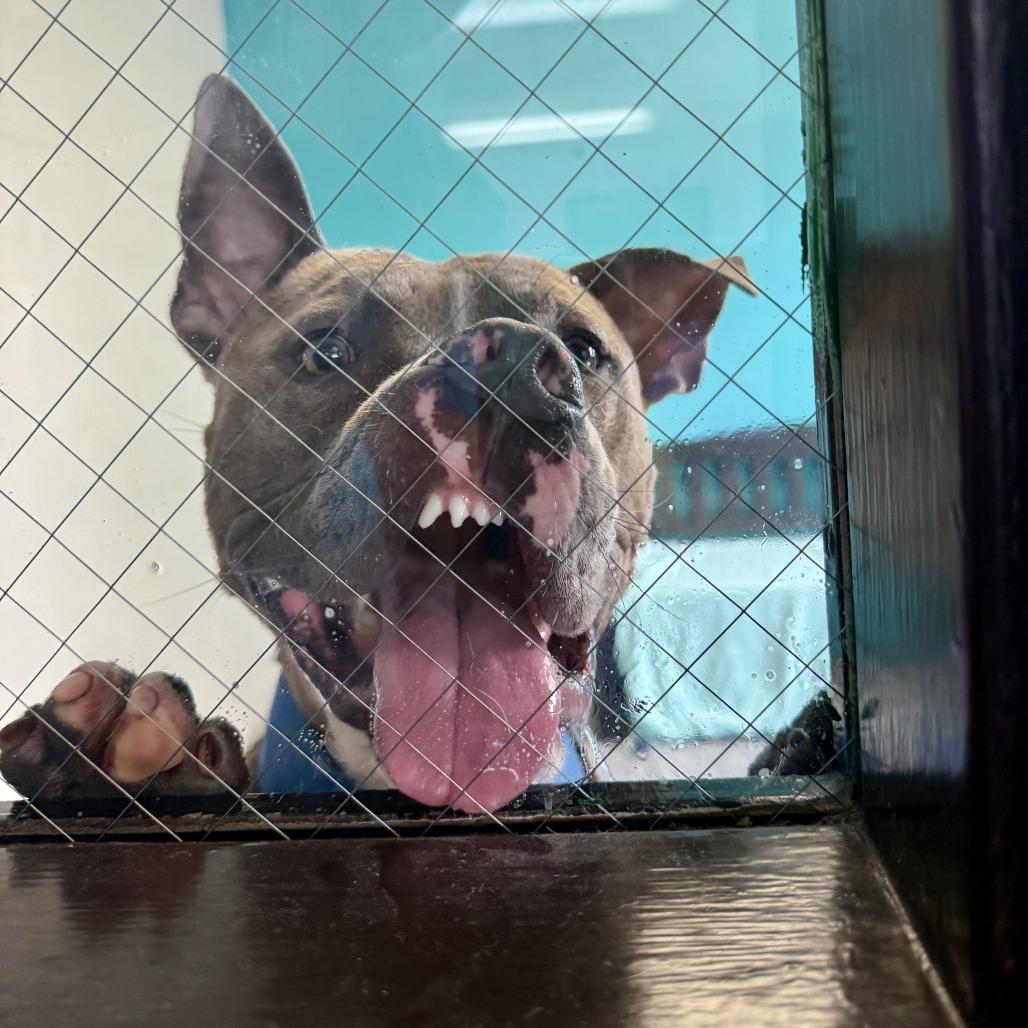 Enlarge Sawyer, a Adoptable Pit Bull Terrier in Louisville, KY image 3/6