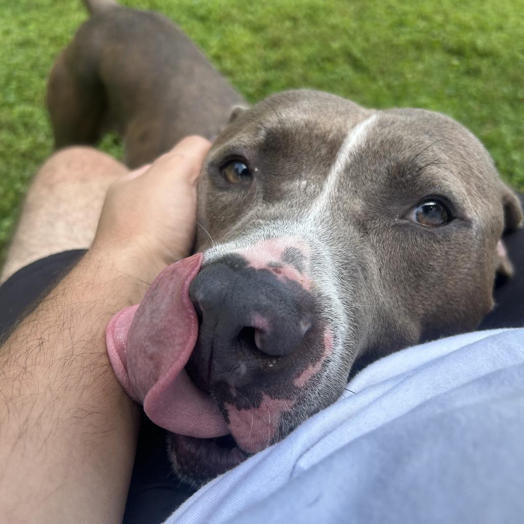 Enlarge Sawyer, a Adoptable Pit Bull Terrier in Louisville, KY image 4/6