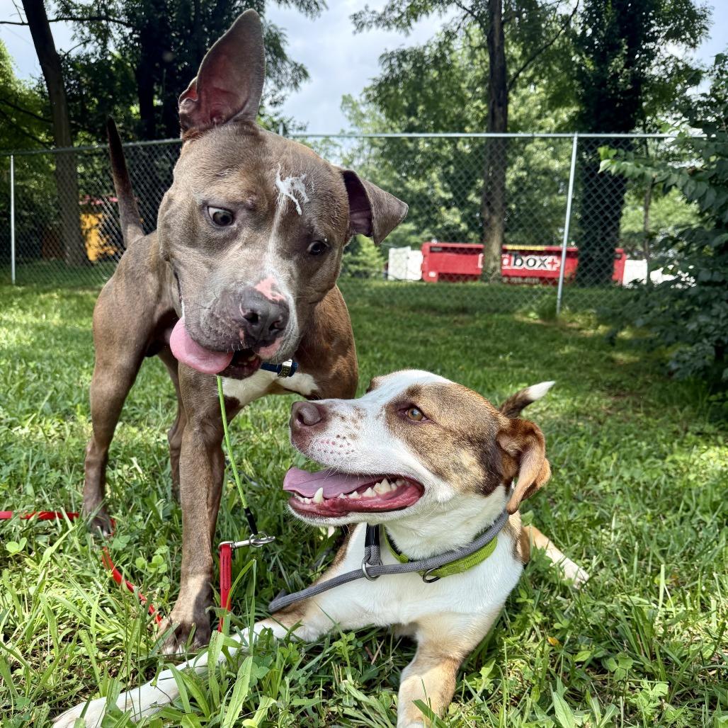 Enlarge Sawyer, a Adoptable Pit Bull Terrier in Louisville, KY image 5/6