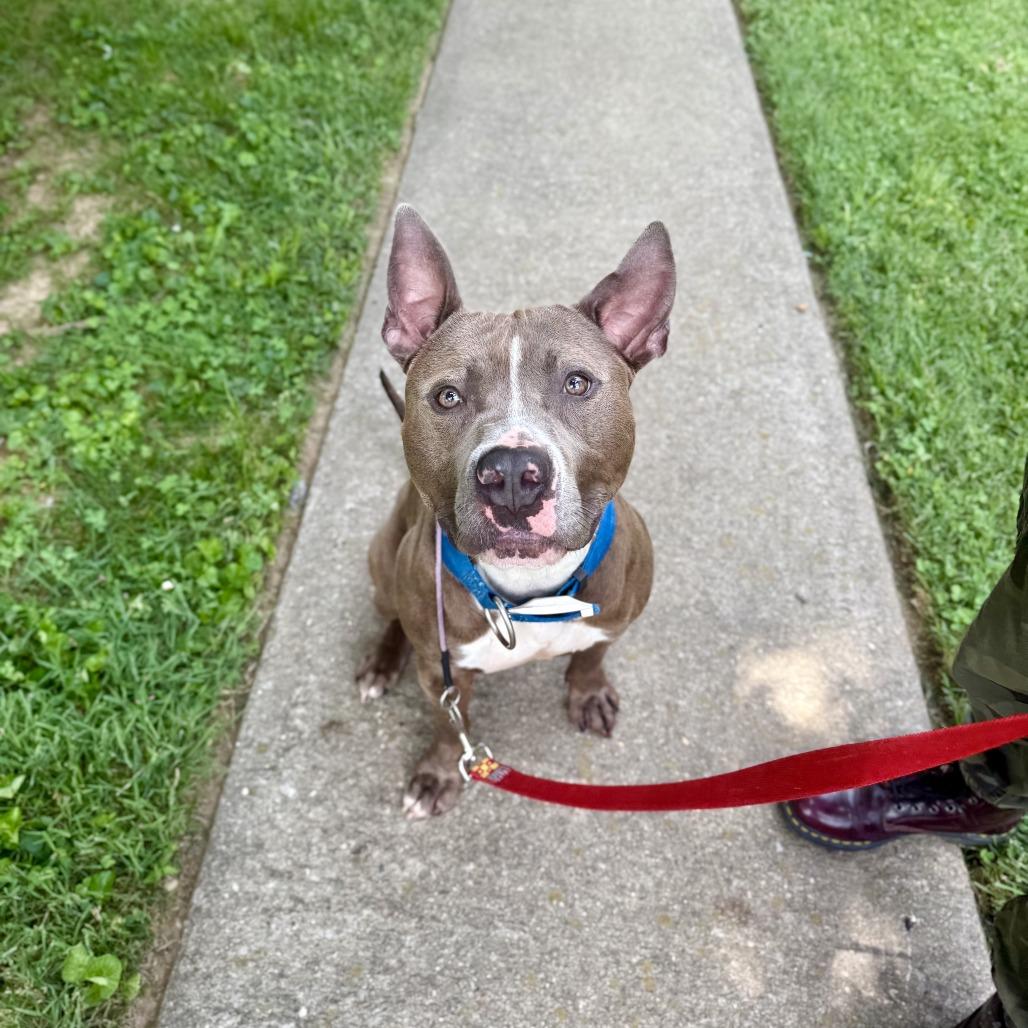 Enlarge Sawyer, a Adoptable Pit Bull Terrier in Louisville, KY image 6/6