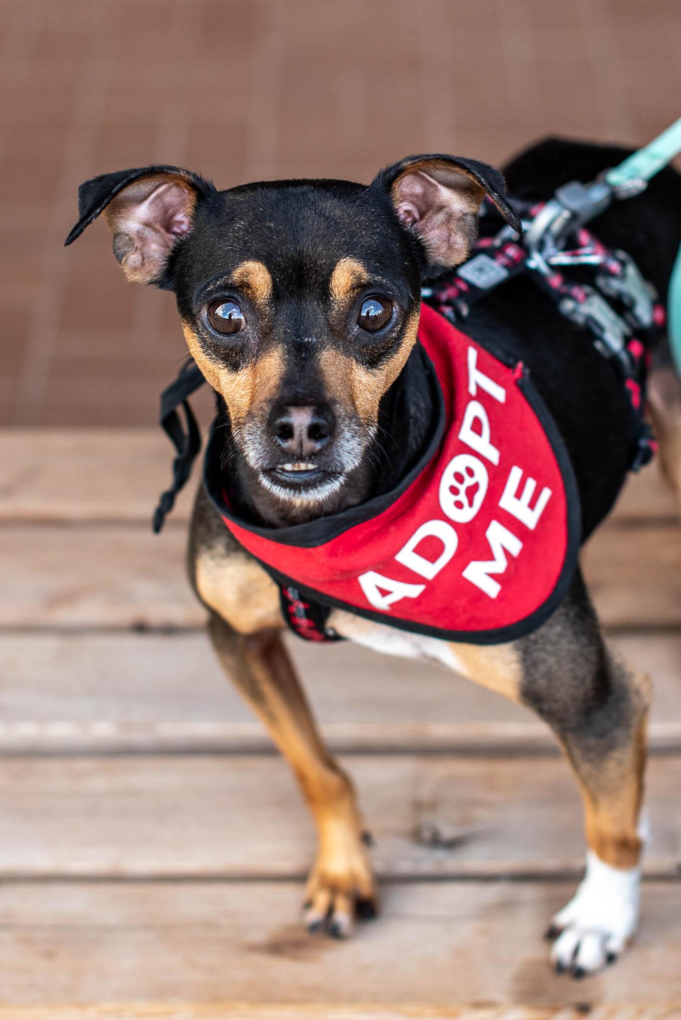 Higgins, an adoptable mixed breed in Athens, GA image 2/6