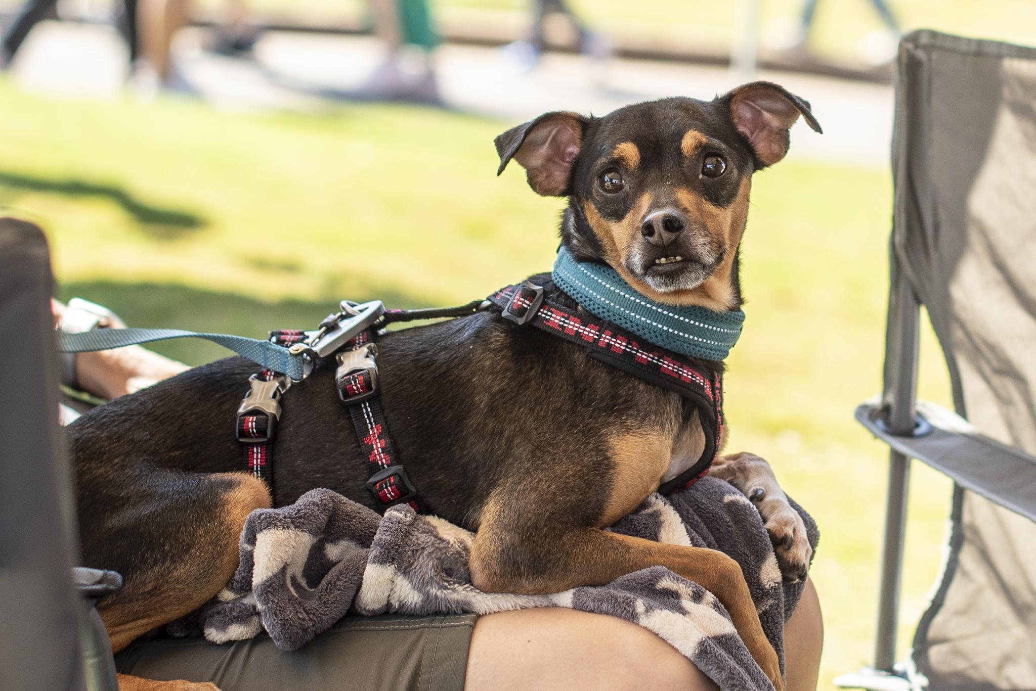 Enlarge Higgins, a Adoptable mixed breed in Athens, GA image 1/6