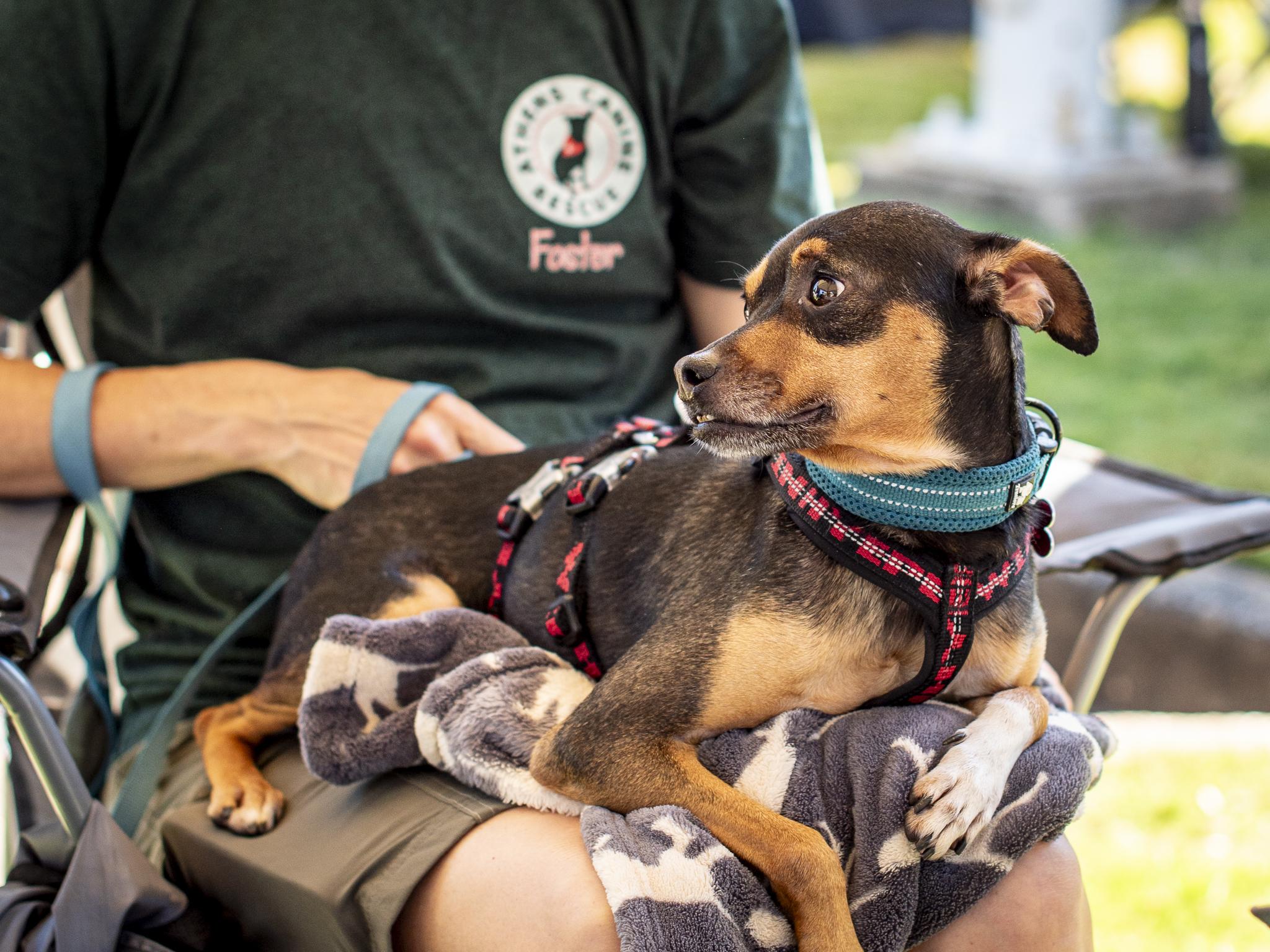 Enlarge Higgins, a Adoptable mixed breed in Athens, GA image 3/6