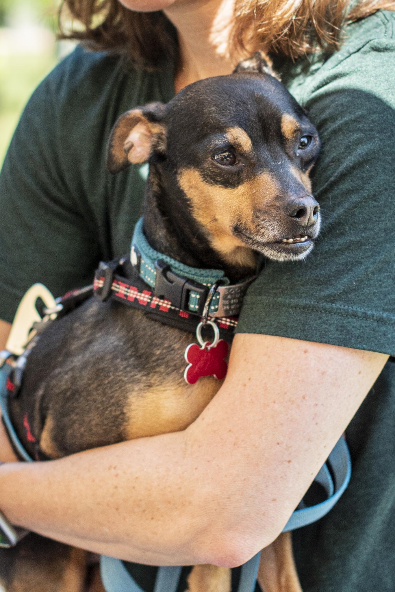 Enlarge Higgins, a Adoptable mixed breed in Athens, GA image 4/6