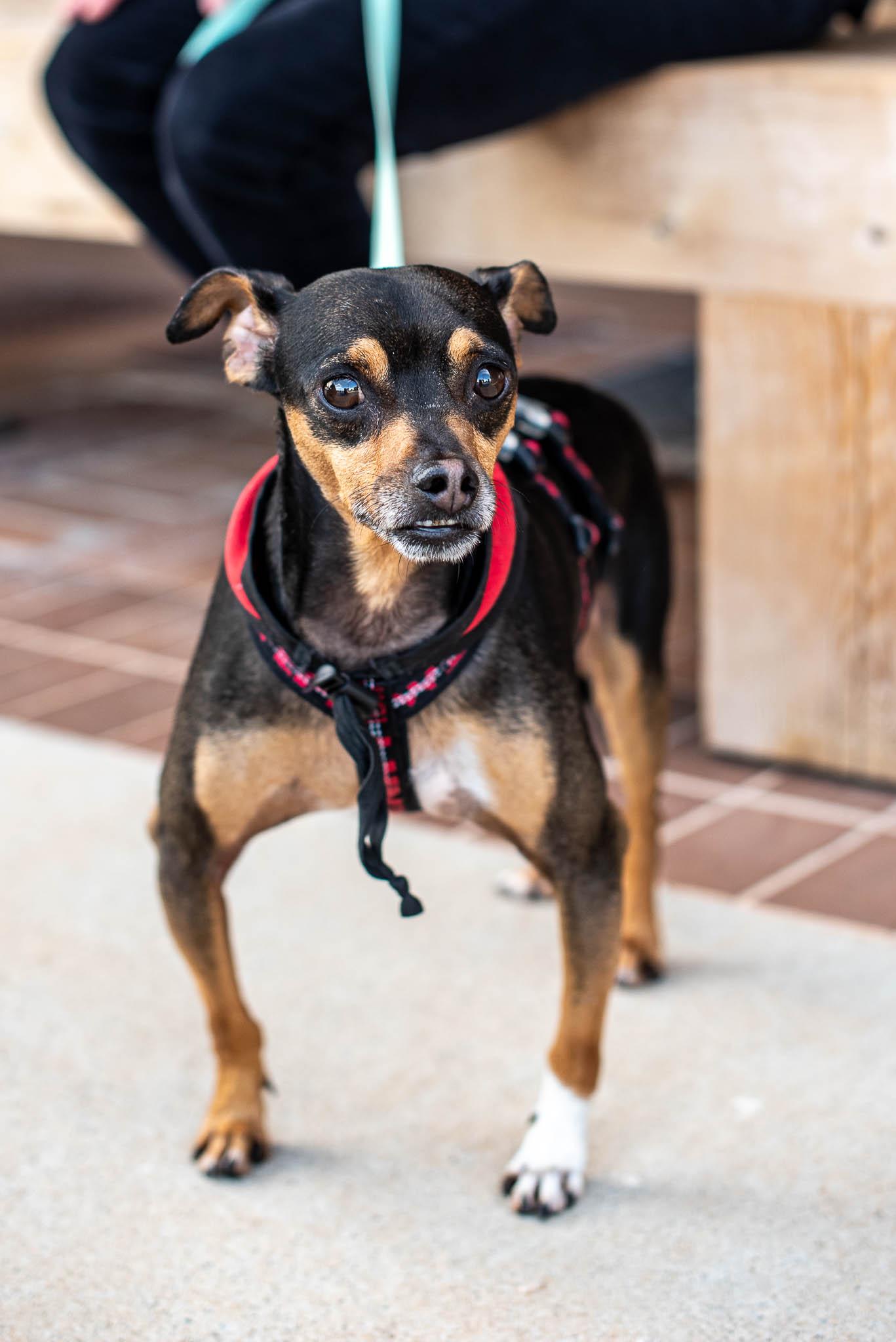 Higgins, an adoptable mixed breed in Athens, GA image 3/6