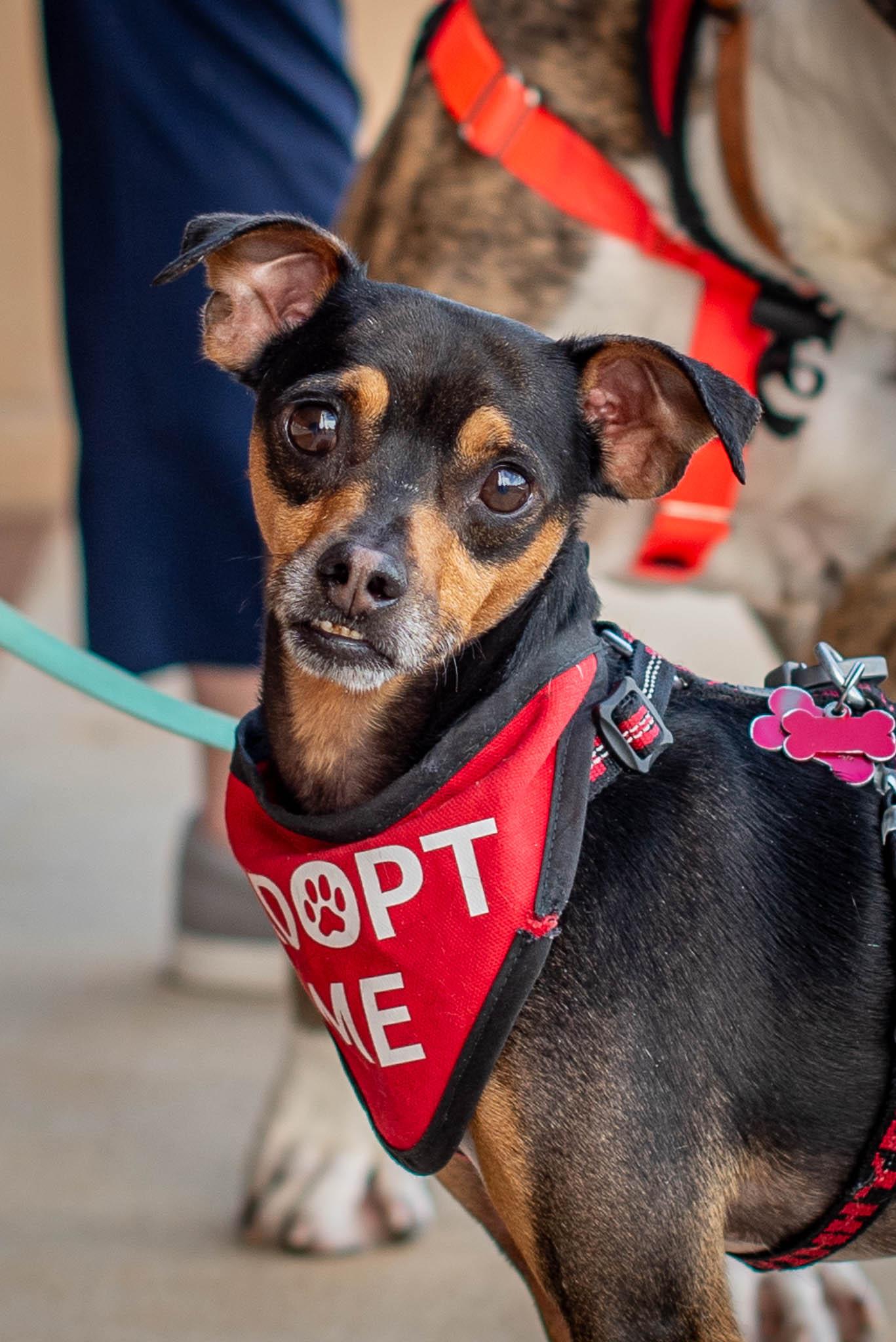 Higgins, an adoptable mixed breed in Athens, GA image 1/6