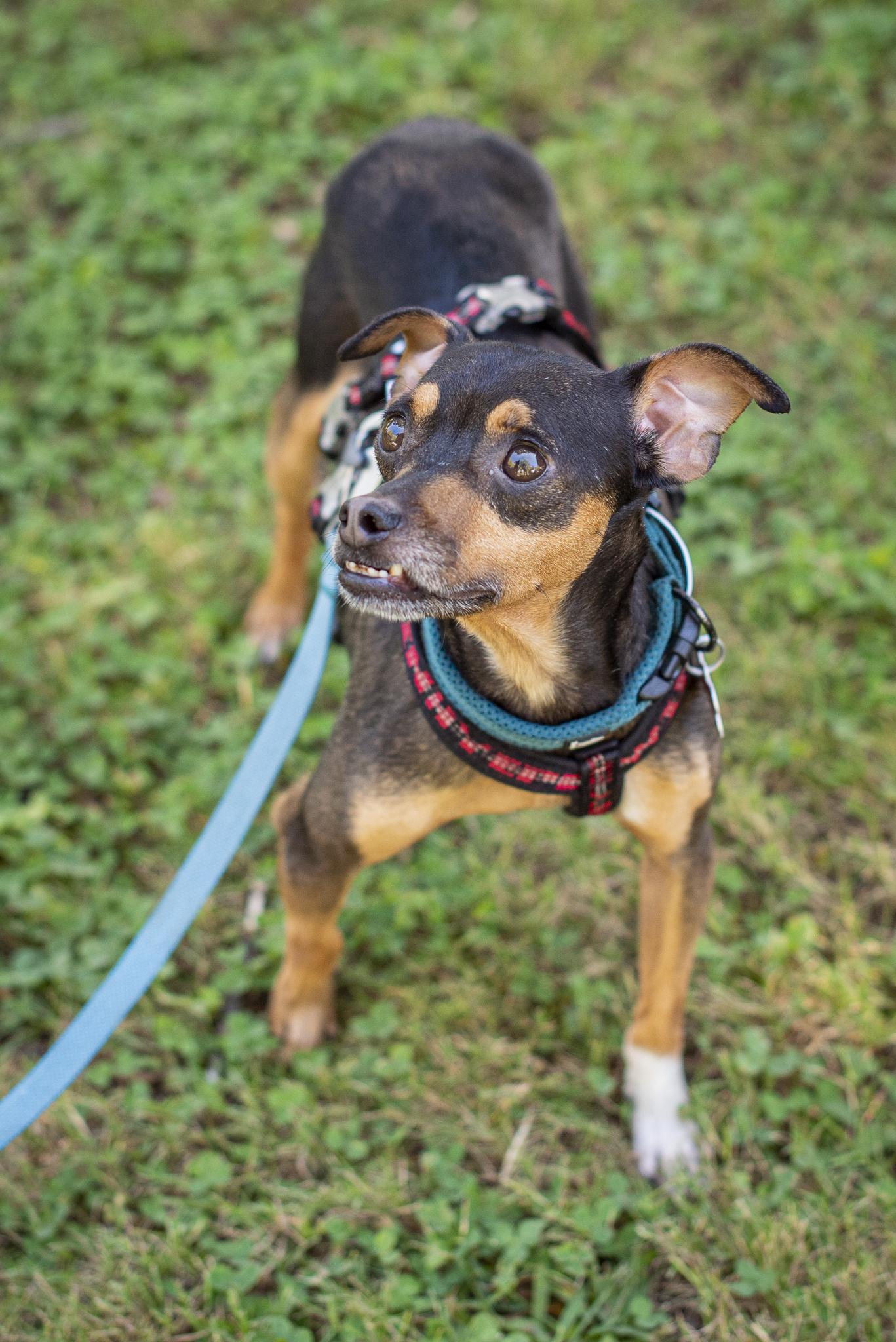 Enlarge Higgins, a Adoptable mixed breed in Athens, GA image 5/6