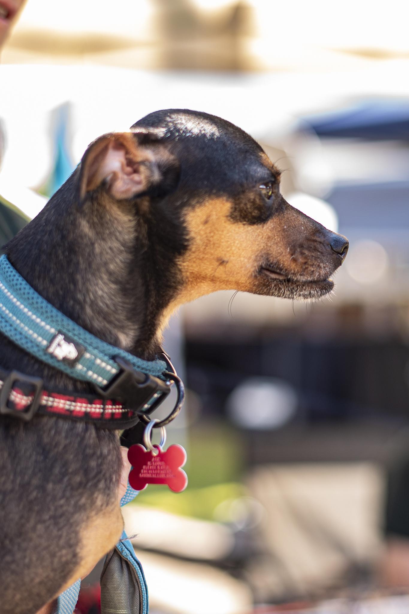 Enlarge Higgins, a Adoptable mixed breed in Athens, GA image 6/6