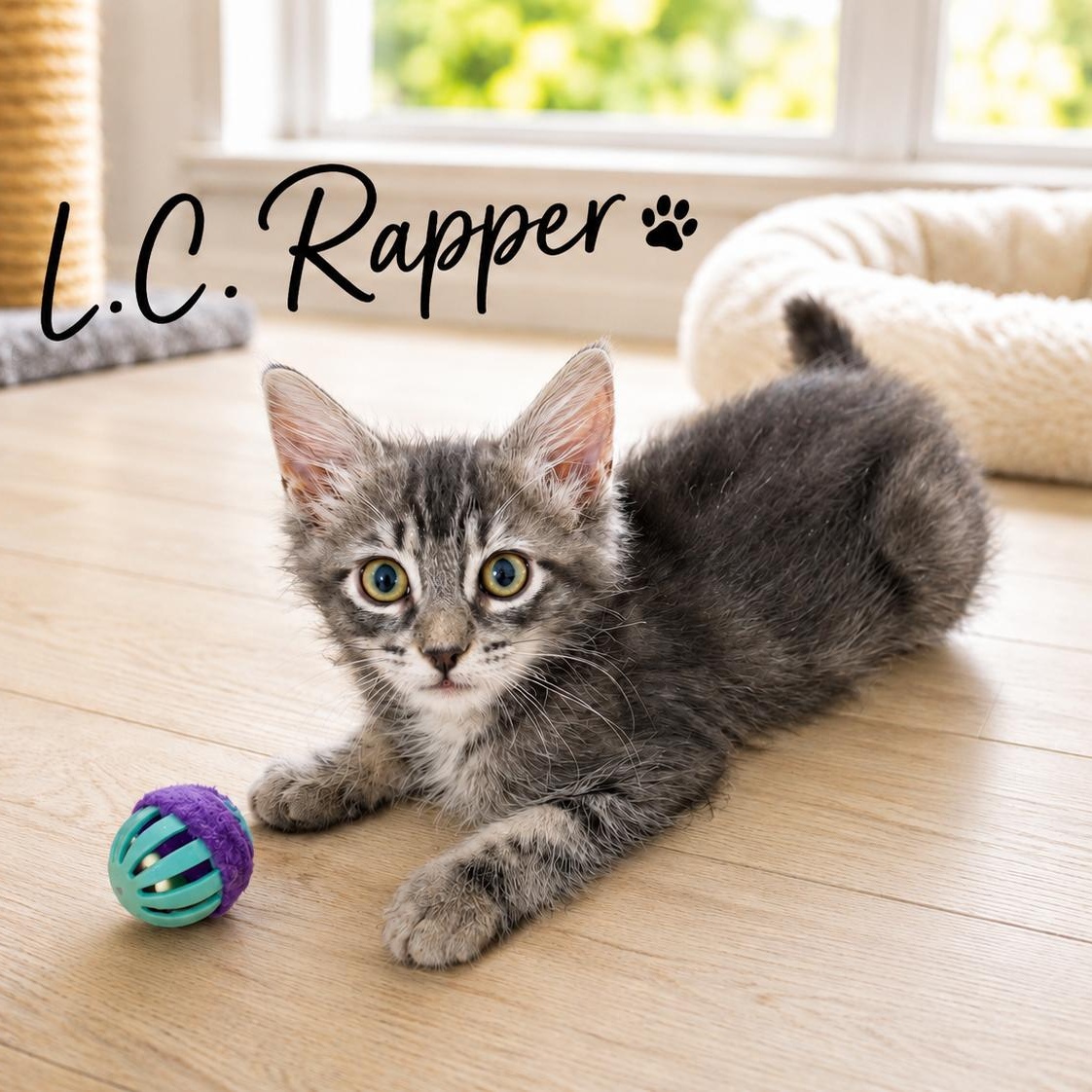 L.C. Rapper, adopted, Kitten Male Domestic Medium Hair.