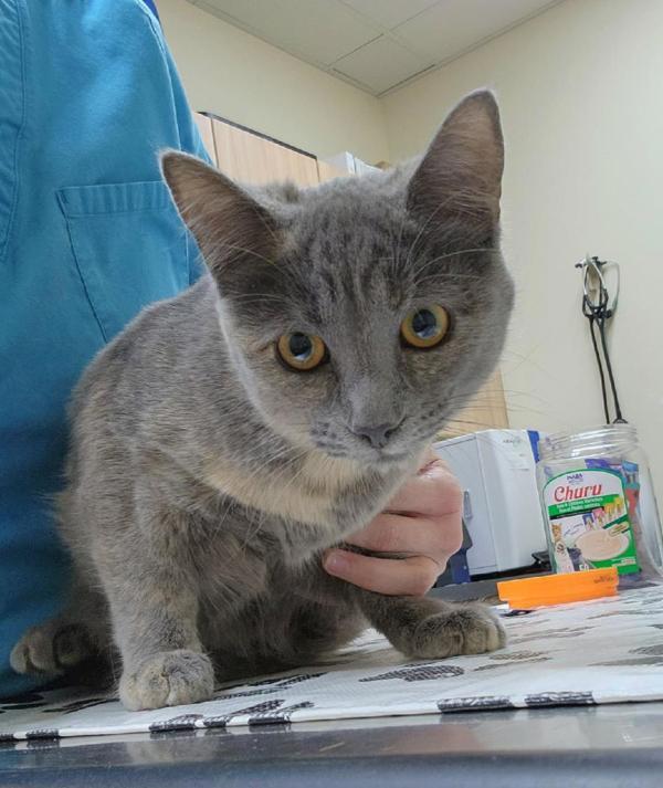 Enlarge Heidi, a Adoptable mixed breed in Kennewick, WA image 1/1