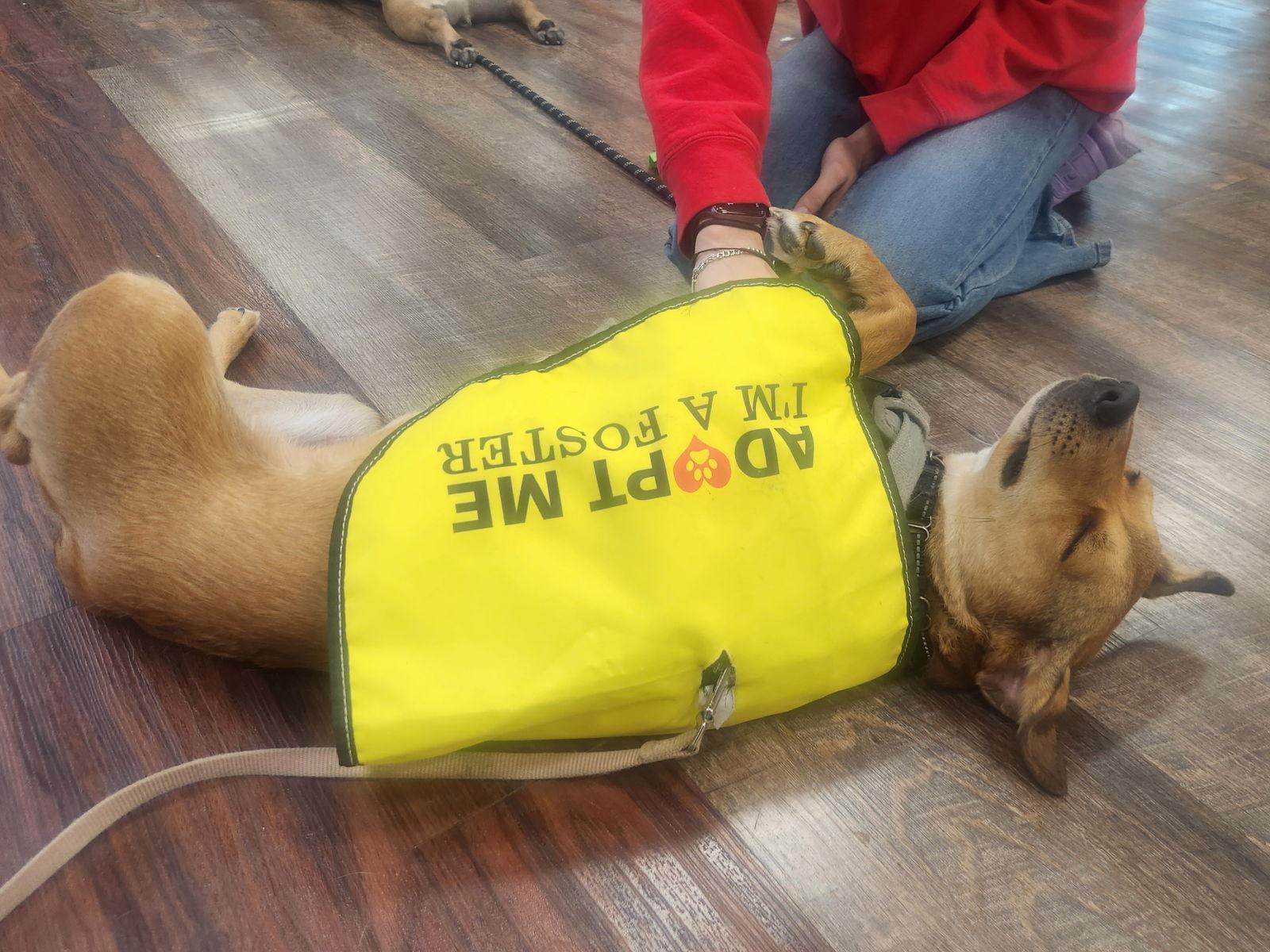 Nala, Adopted, Young Female Mixed Breed.