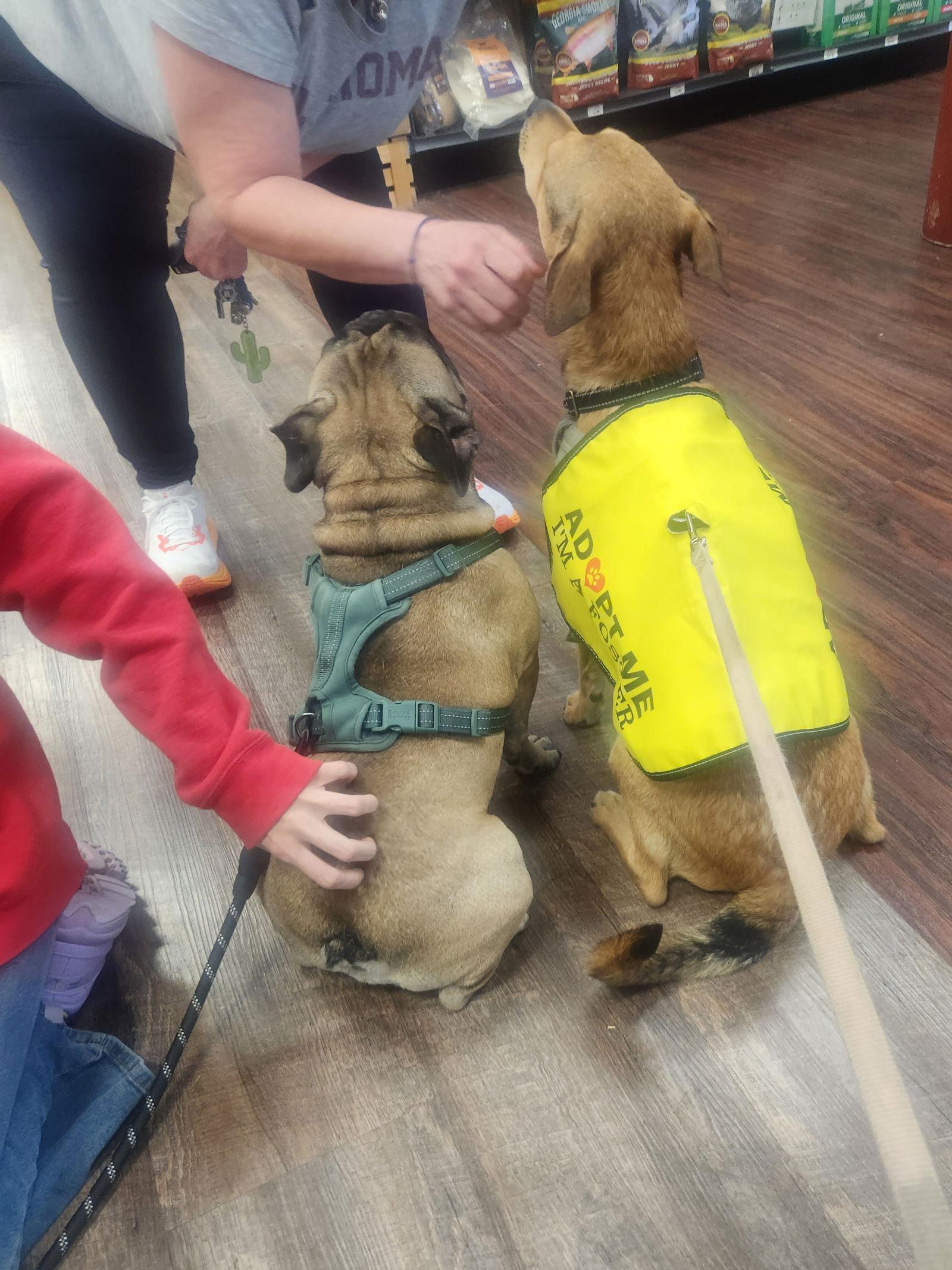 Enlarge Nala, a Adopted Mixed Breed in Dallas, TX image 2/3