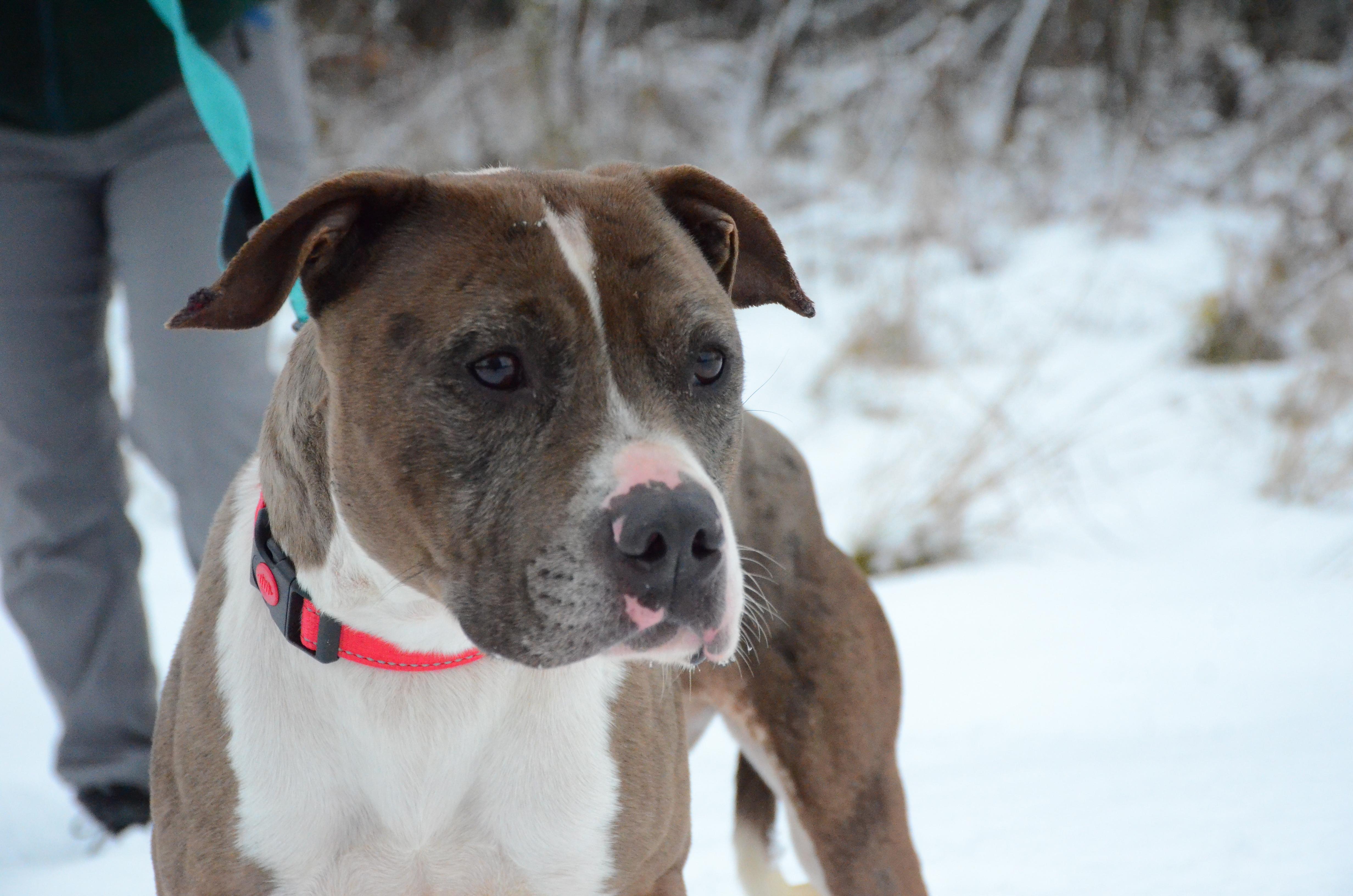 Columbia, Adoptable, Adult Female Pit Bull Terrier.