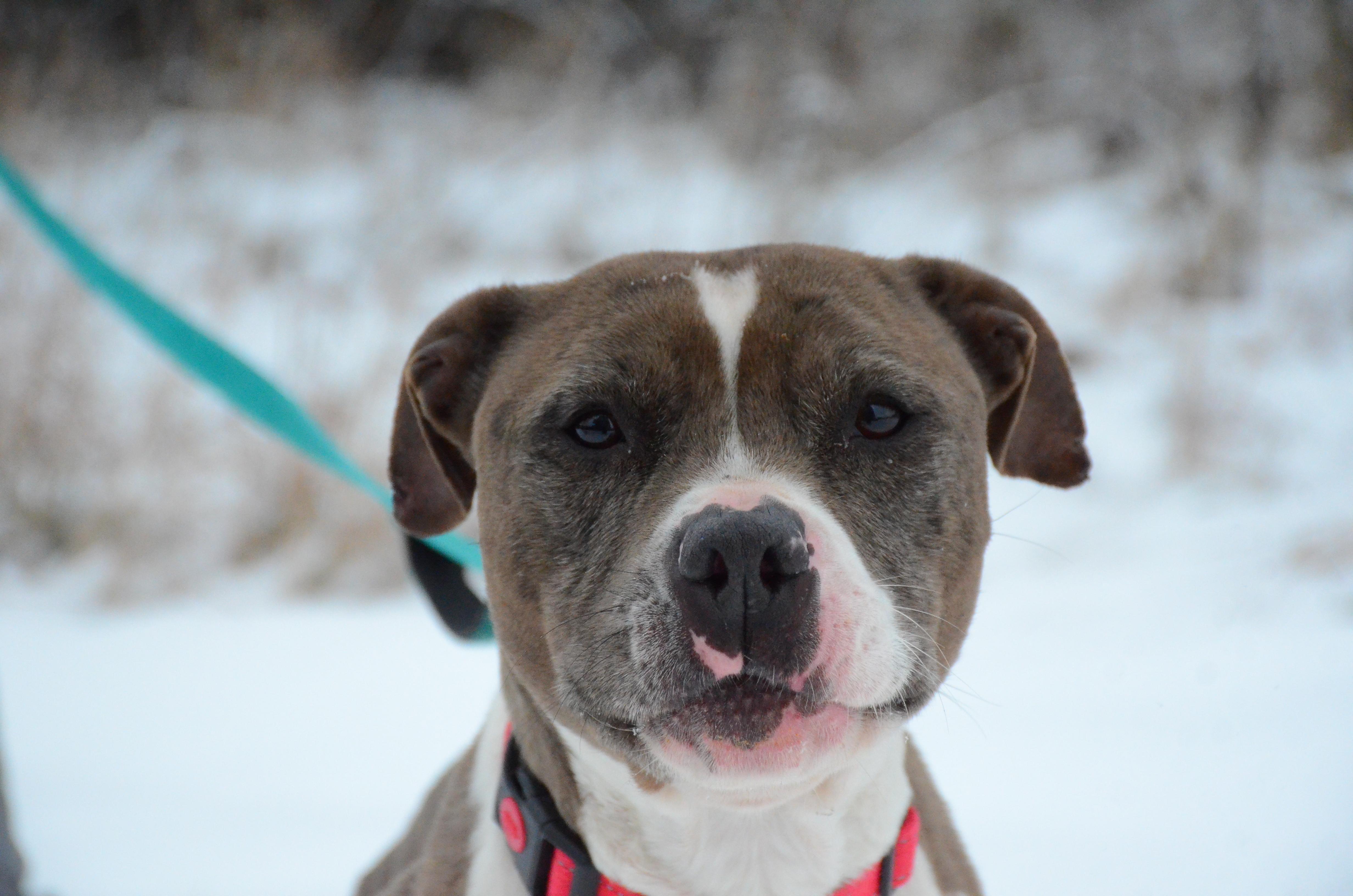 Enlarge Columbia, a Adoptable mixed breed in Montreal, QC image 2/5
