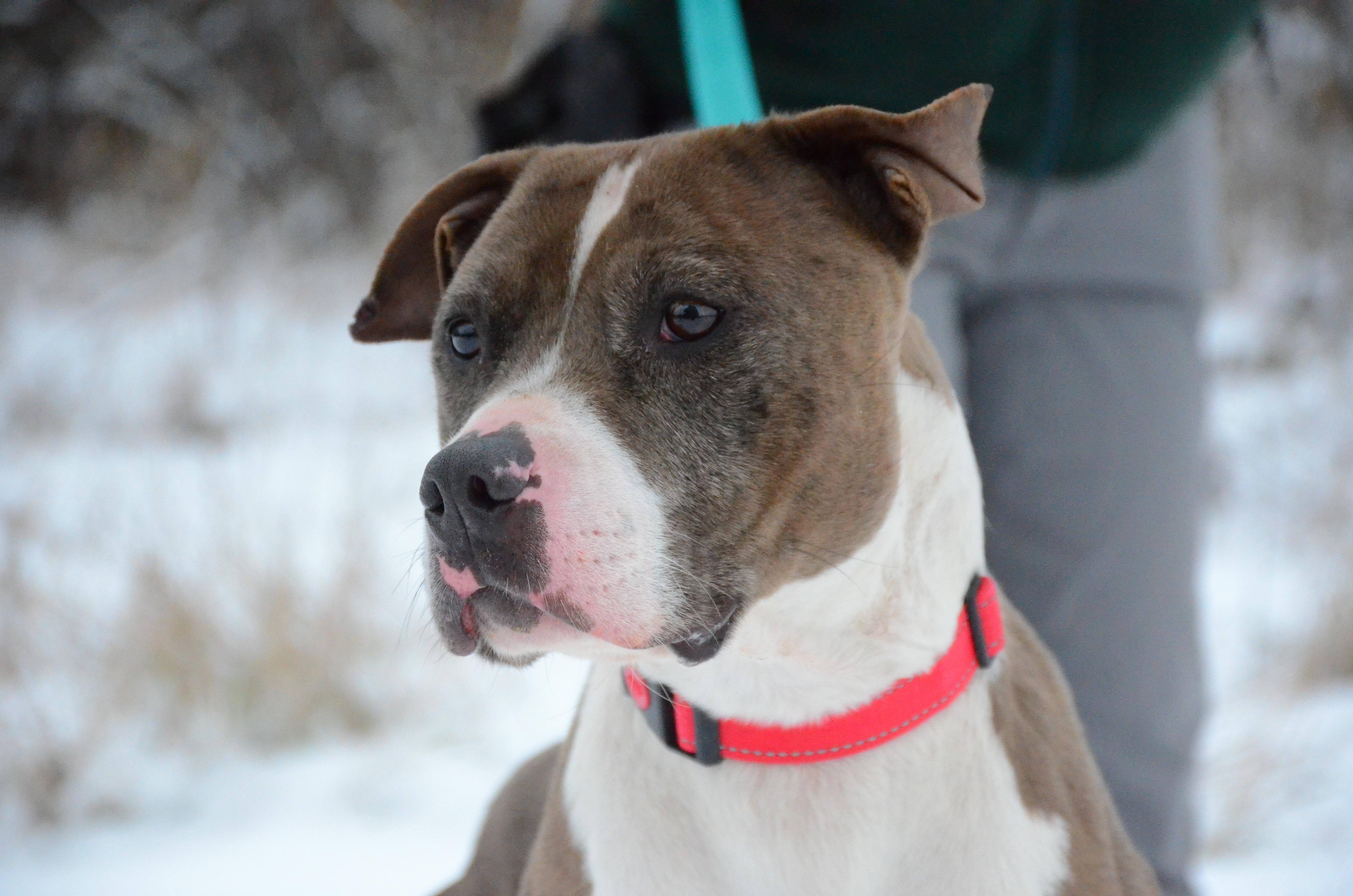 Enlarge Columbia, a Adoptable mixed breed in Montreal, QC image 3/5